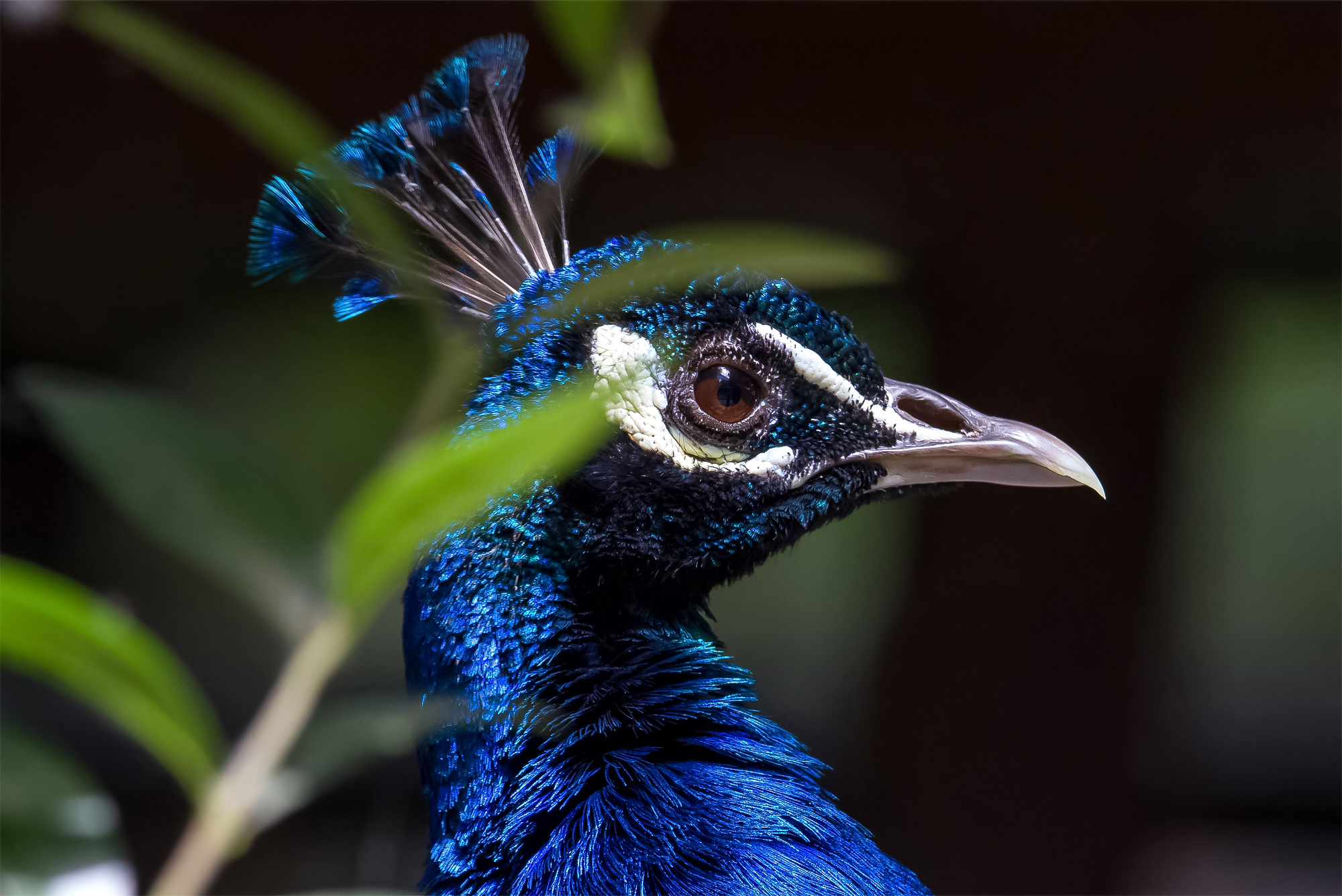 Peacock (Pavo cristatus)...