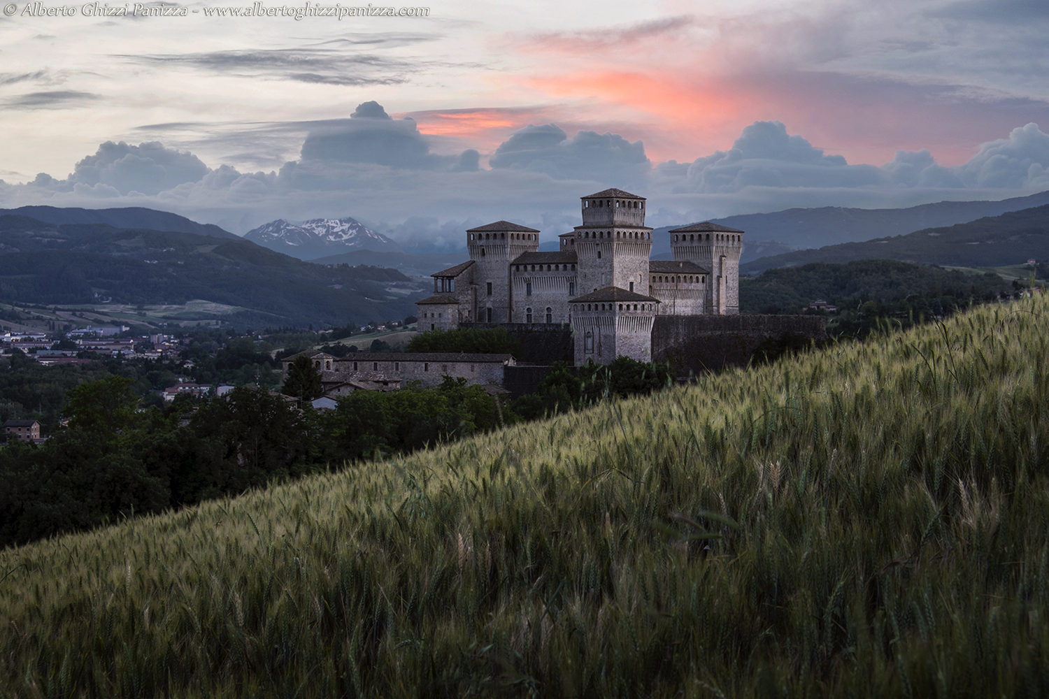 The wheat grows in the hills of Torrechiara...