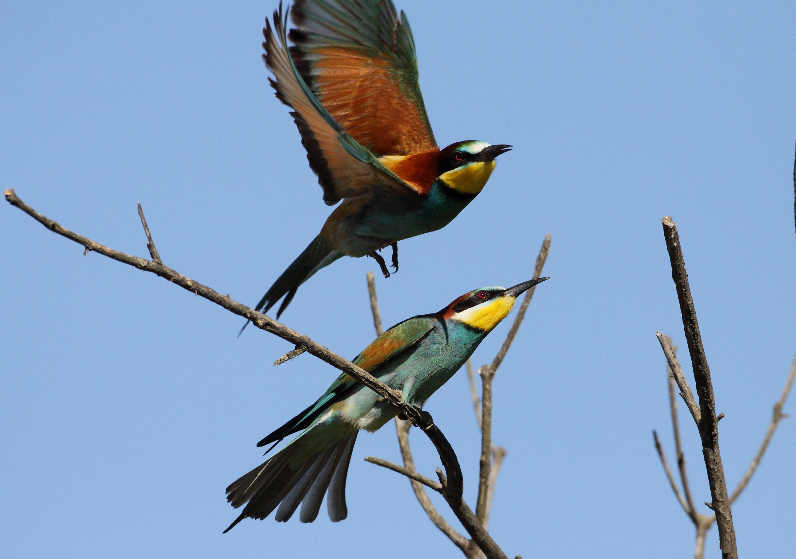 bee-eaters end coupling...
