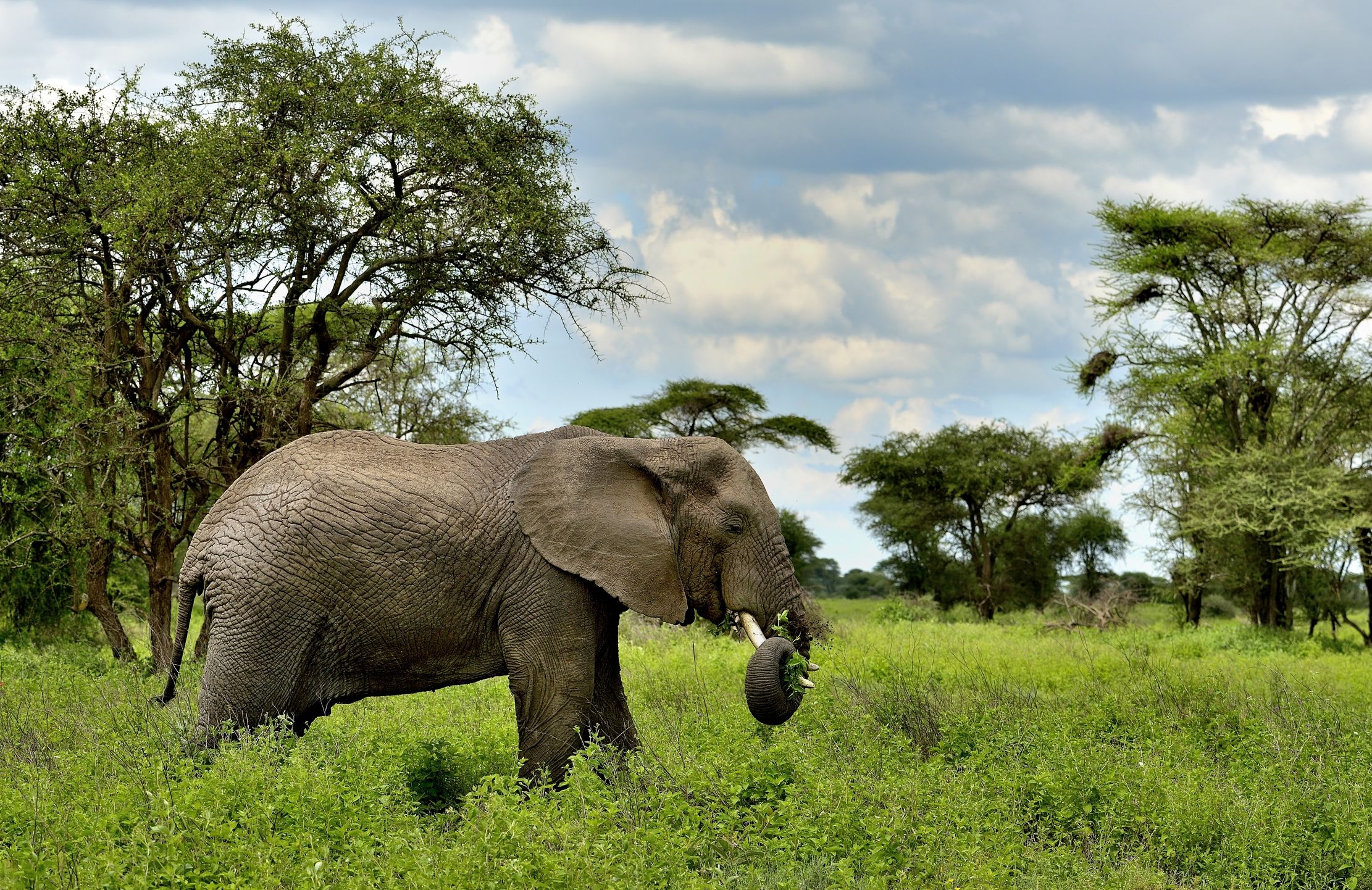 Ngorongoro Conservation Area - Elefante...