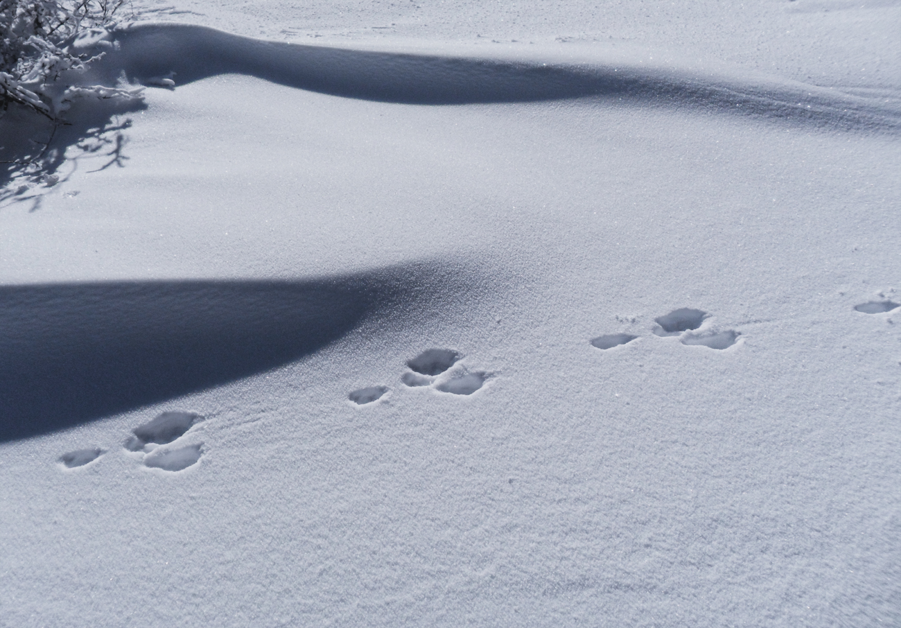 Hare tracks...