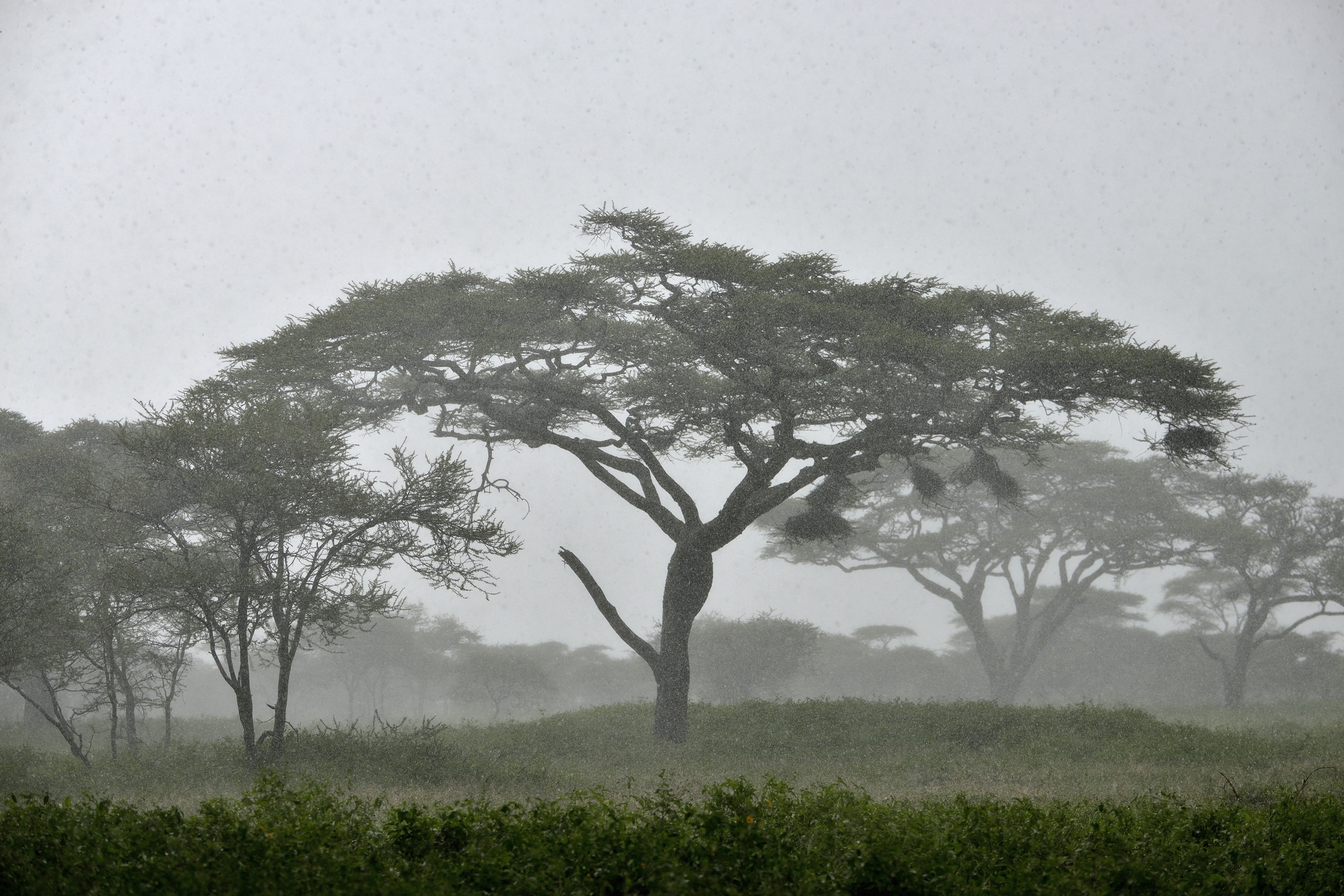 Ngorongoro Conservation Area - Acacia trees in the rain...