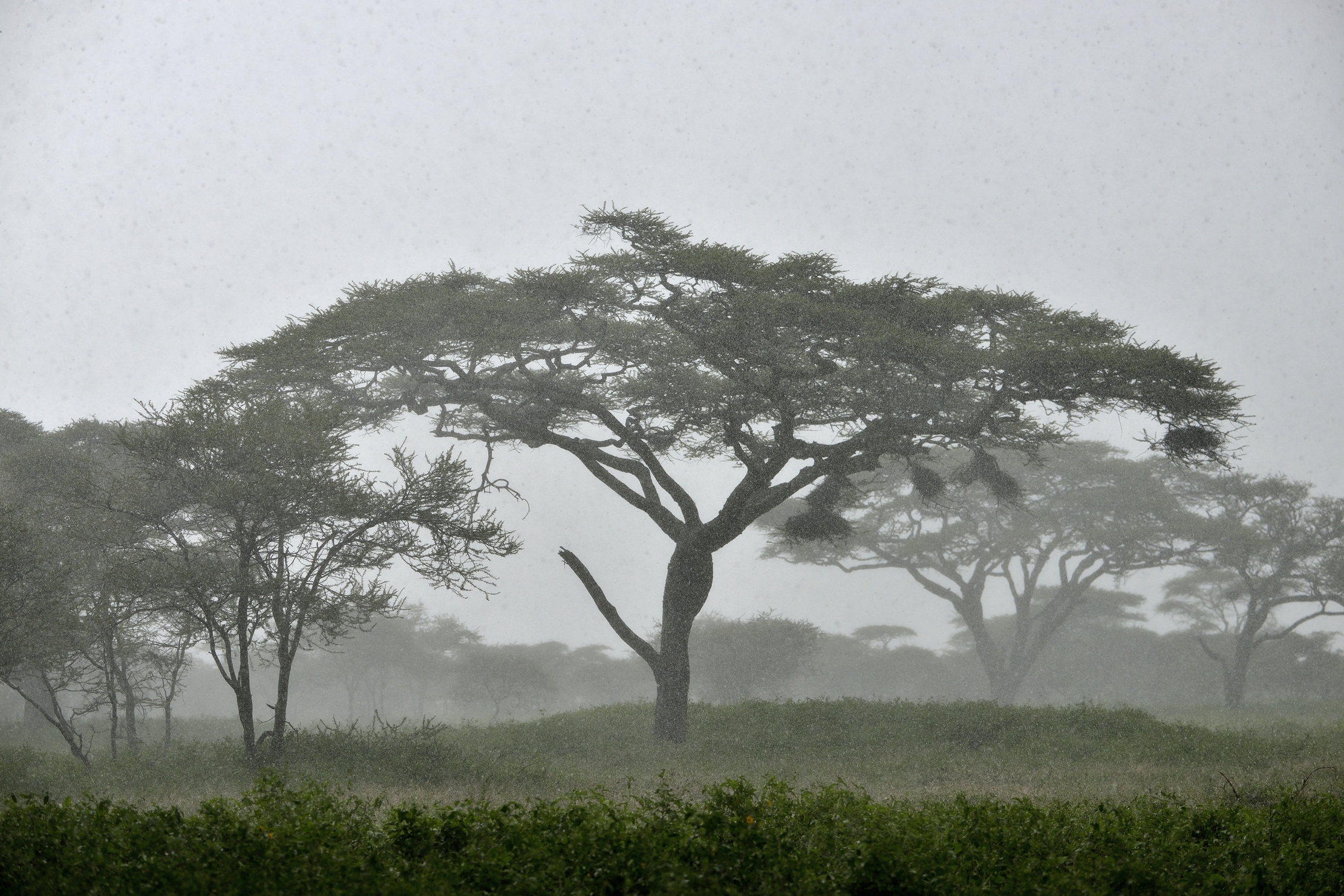 Ngorongoro Conservation Area - Acacie sotto la pioggia...