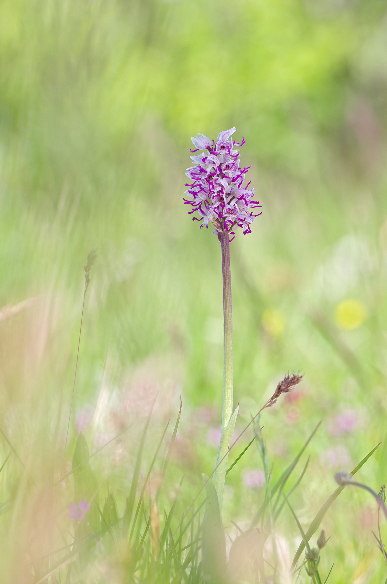 Orchis Simia (Lamarck, 1779) - Orchids...