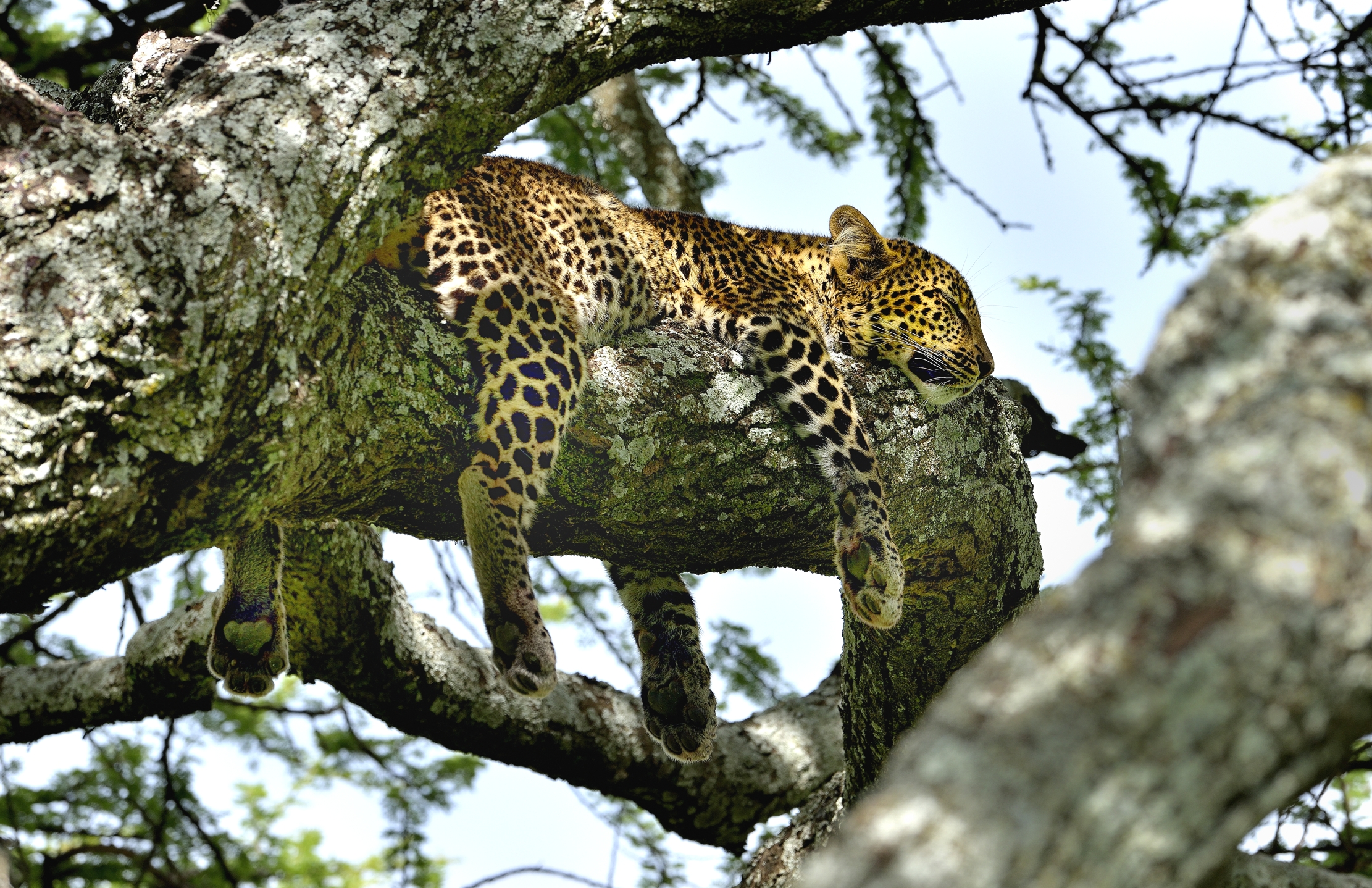 Ngorongoro Conservation Area - Young leopard...