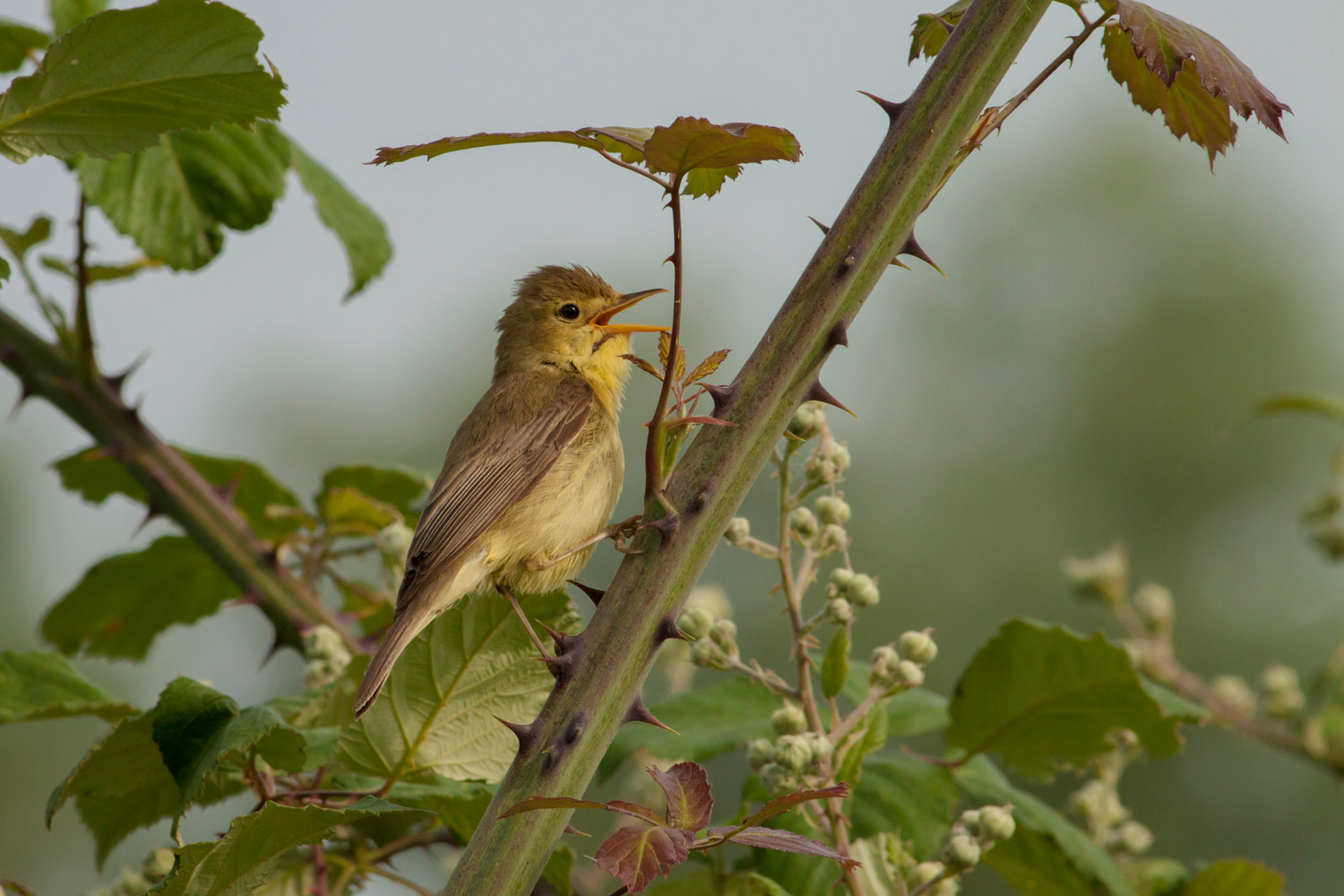 My first Melodious Warbler...