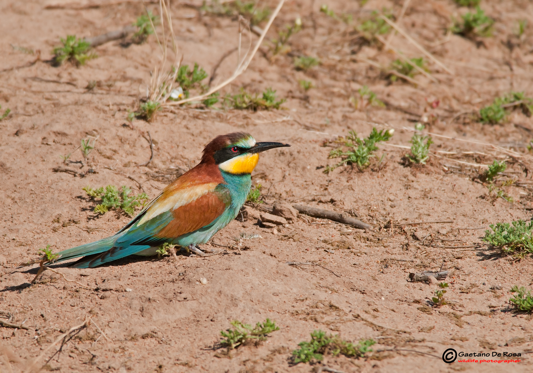 Bee-Eater...