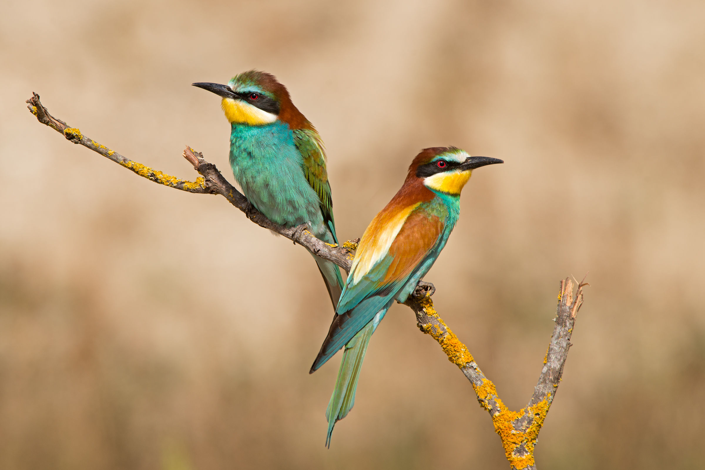 pair of bee-eaters...