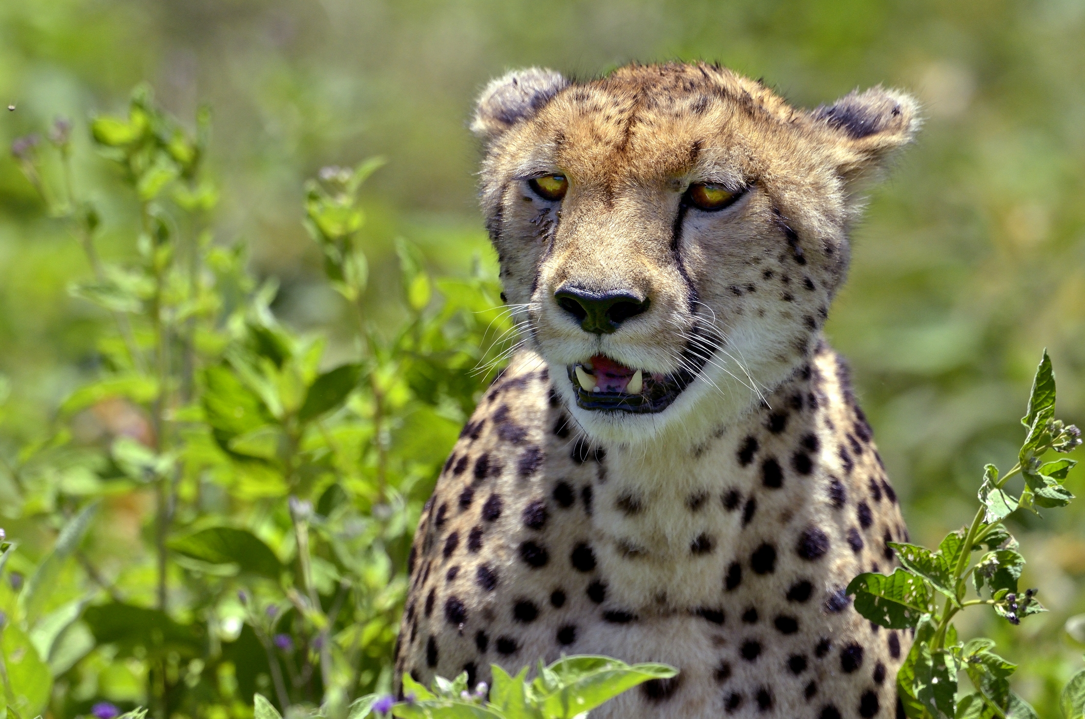 Ngorongoro Conservation Area - Cheetah...