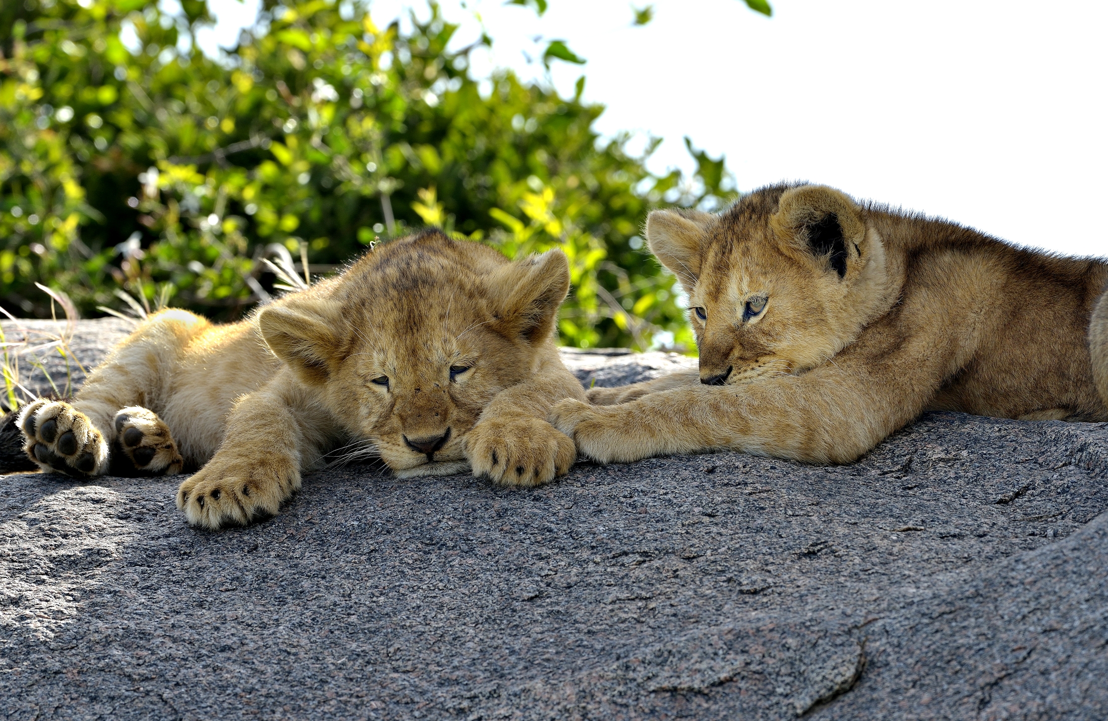 Serengeti - Cuccioli di leone...