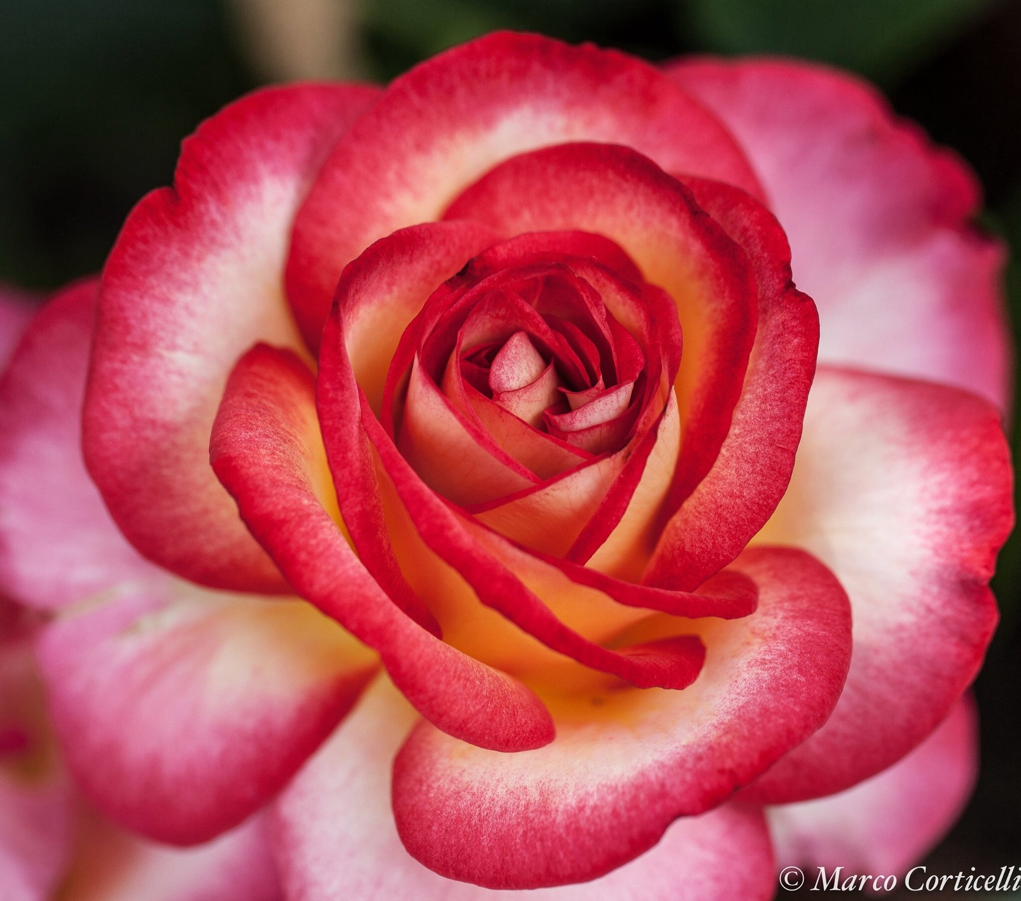 A rose particular...