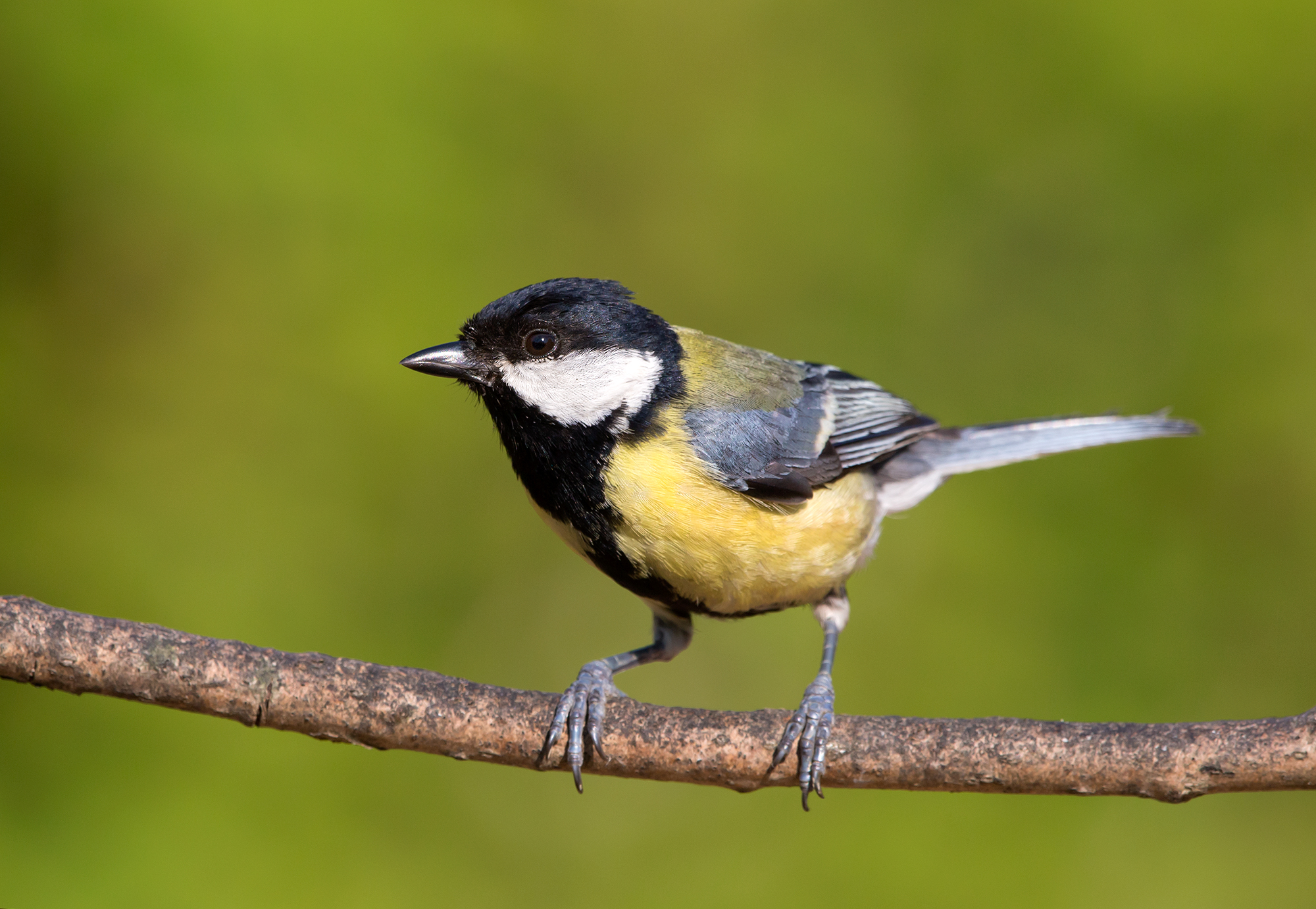 great tit...