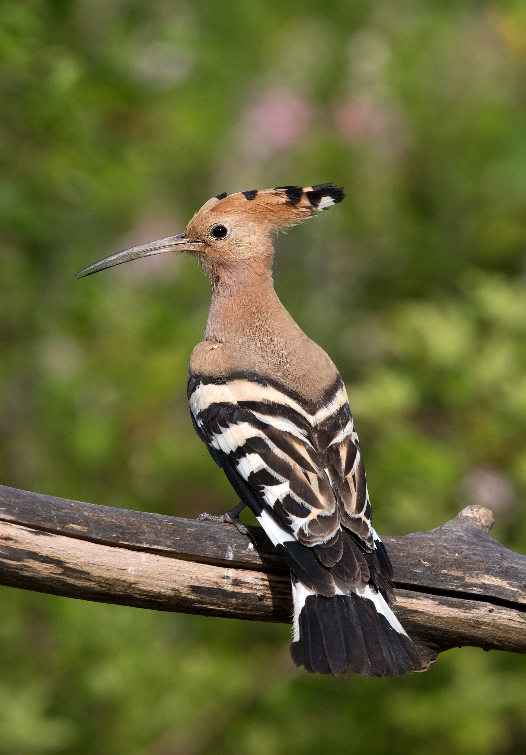 hoopoe...