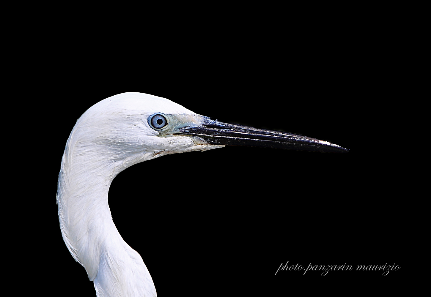 egret portrait...