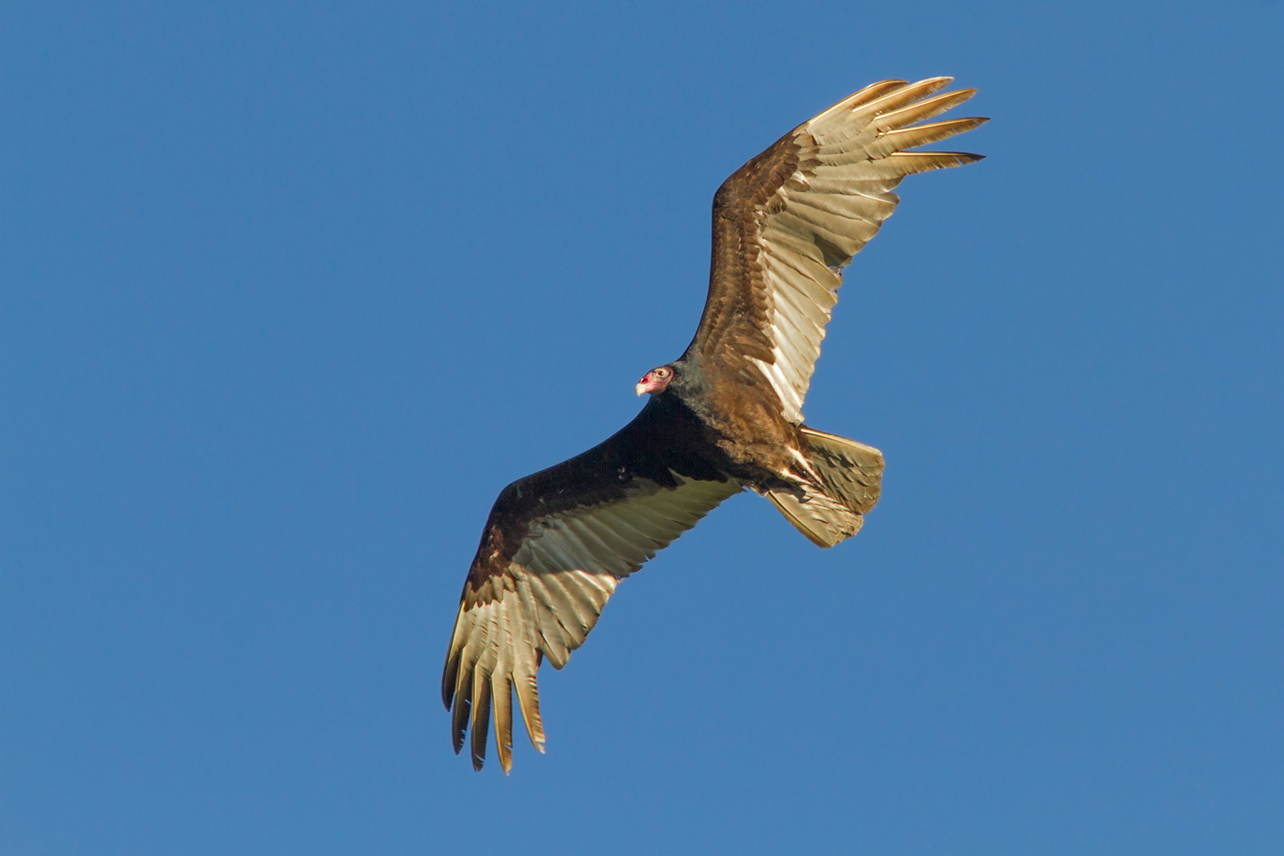 Red-necked vulture on fly...