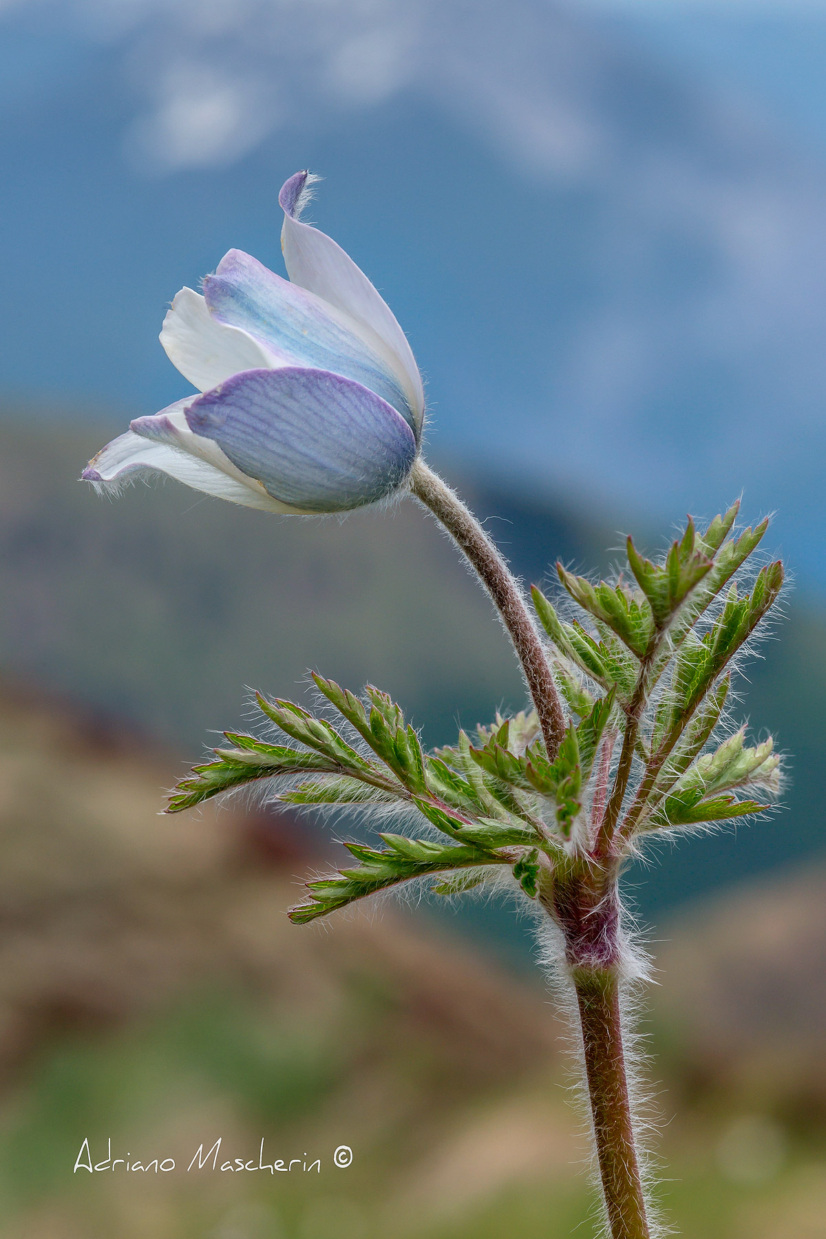 Pulsantilla Vernalis...