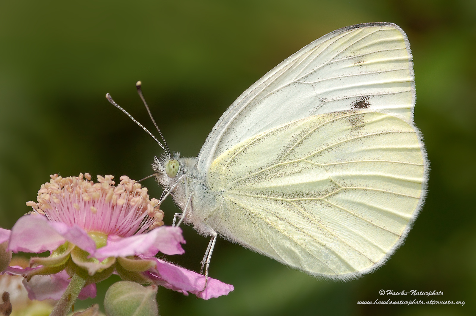 Pieris rapae...