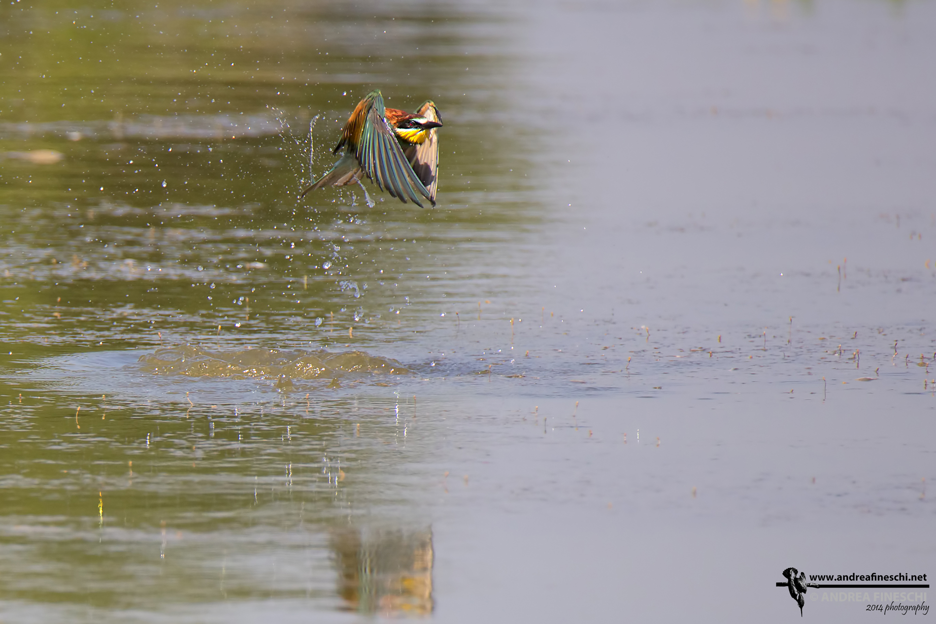 Bee-eater emerges from the water...
