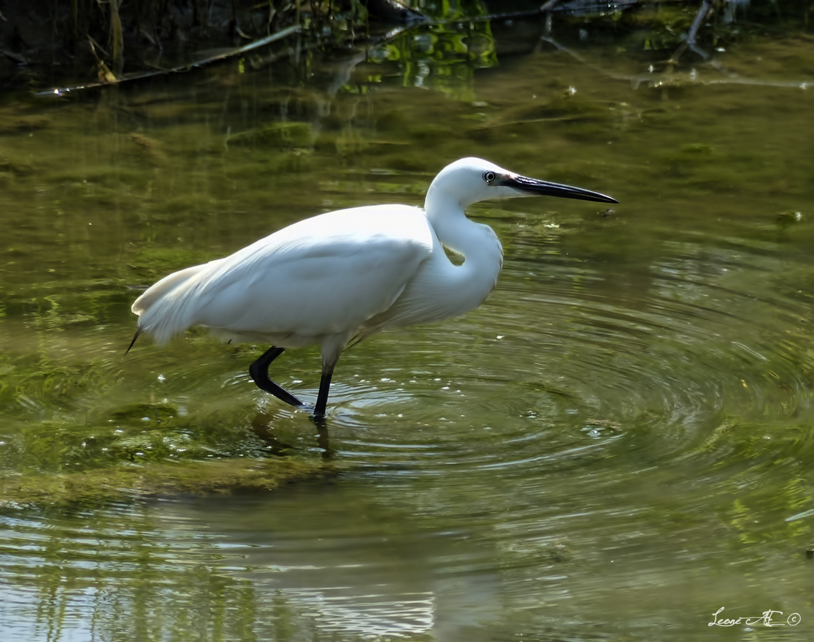 Little Egret hunting 1...