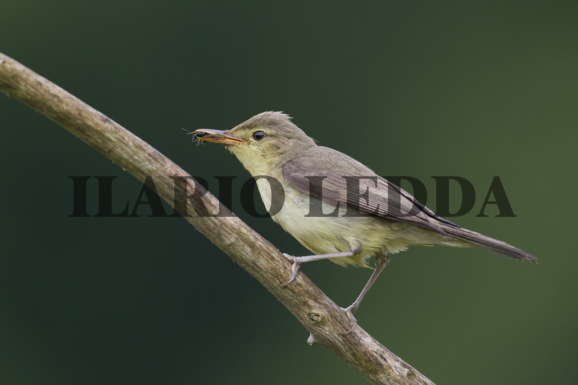 Melodious Warbler Common...