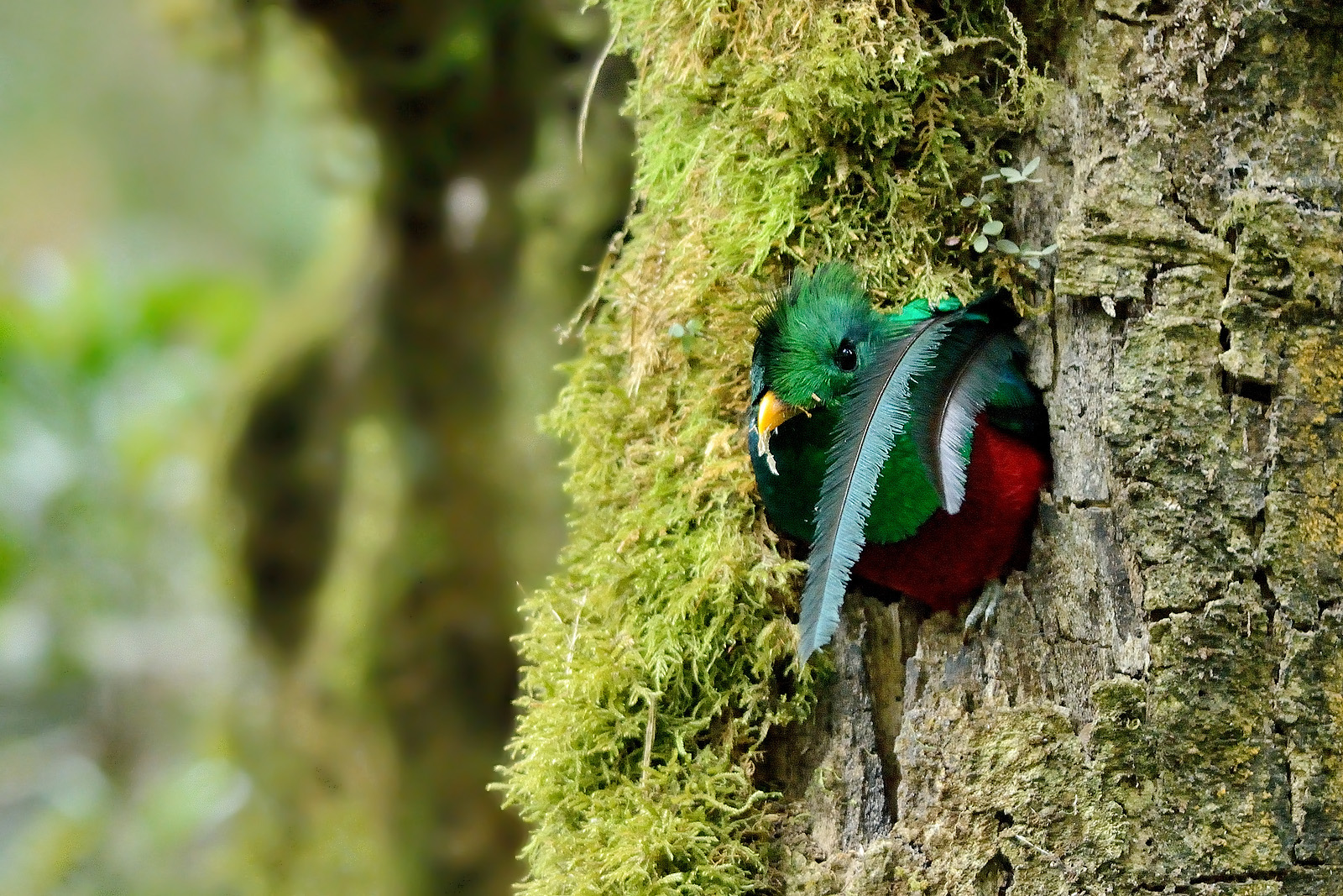 Quetzal at nest...