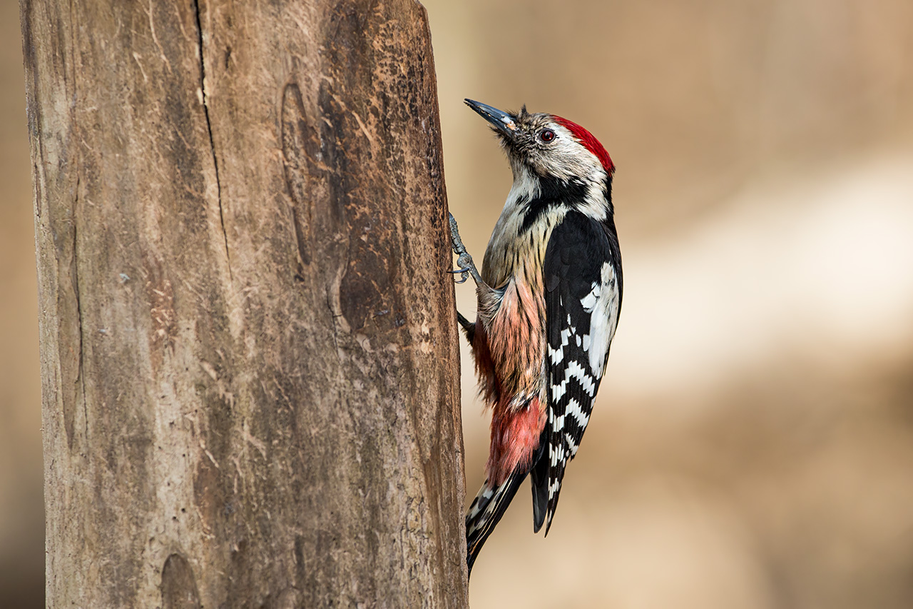 Middle Spotted Woodpecker...
