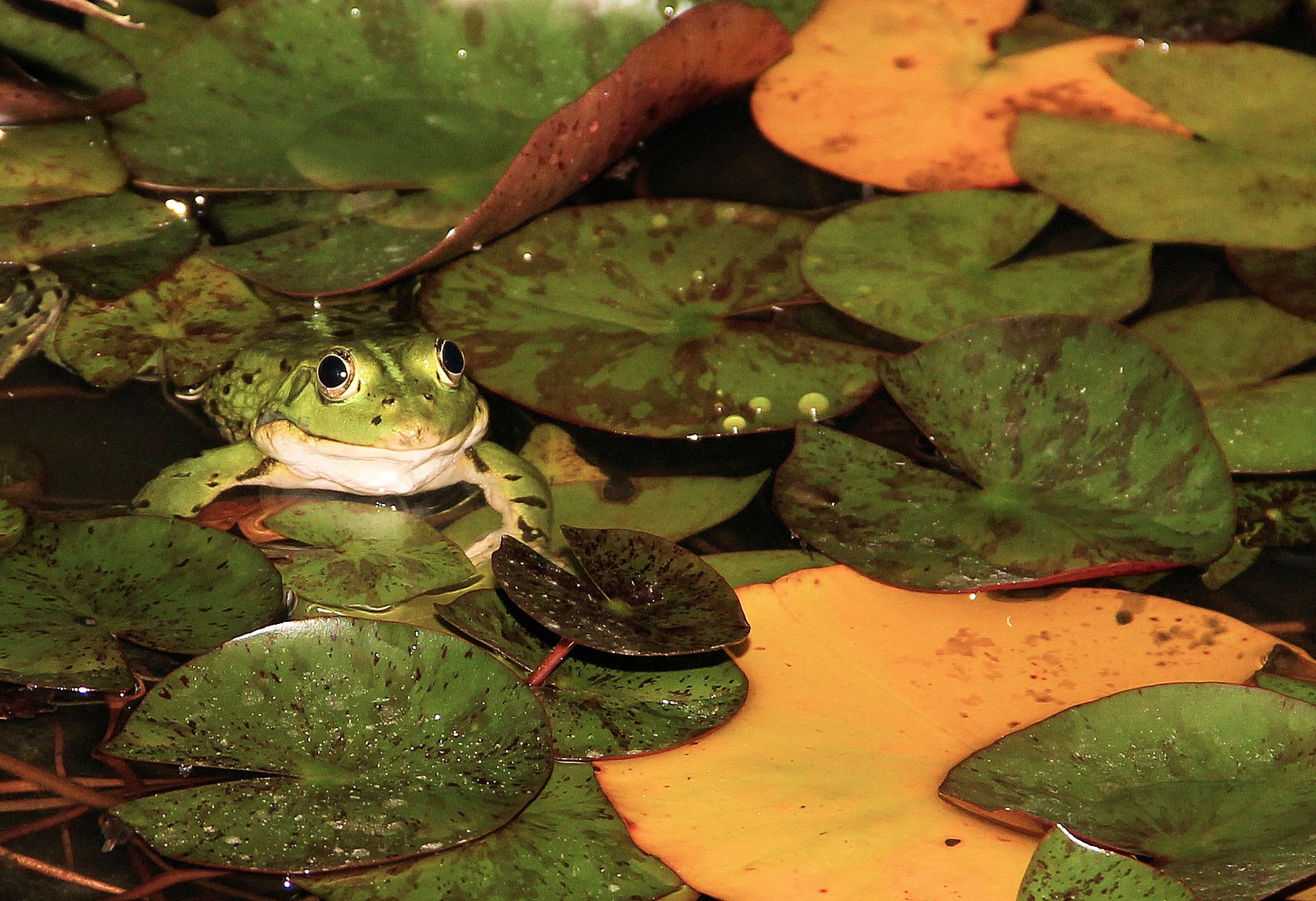 Frog on water lily...