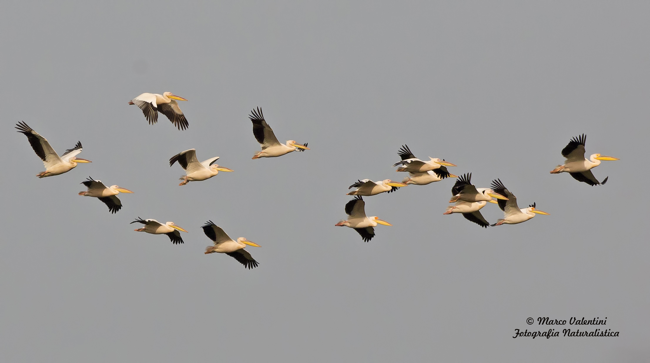 Flight of pelicans...