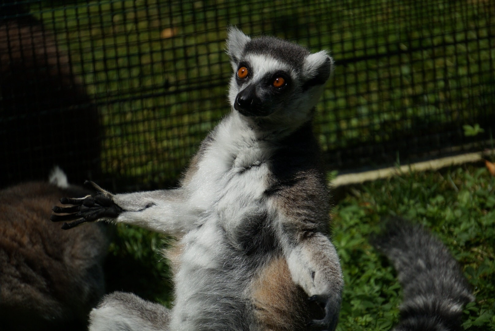 Lemur...