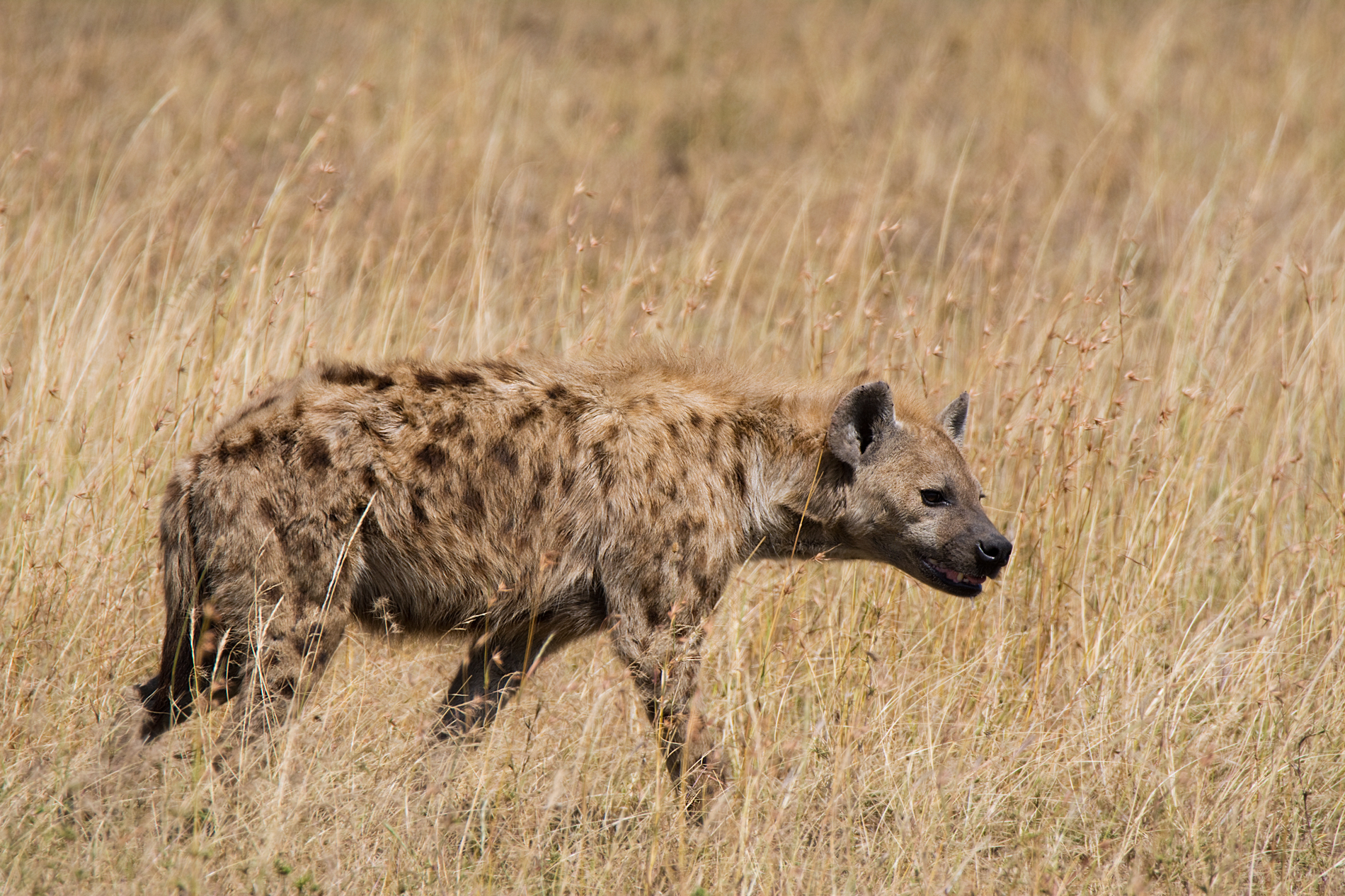 Hyena...