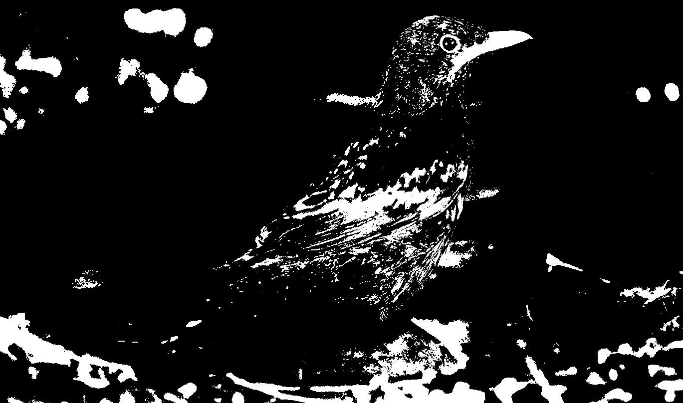 The Blackbird...