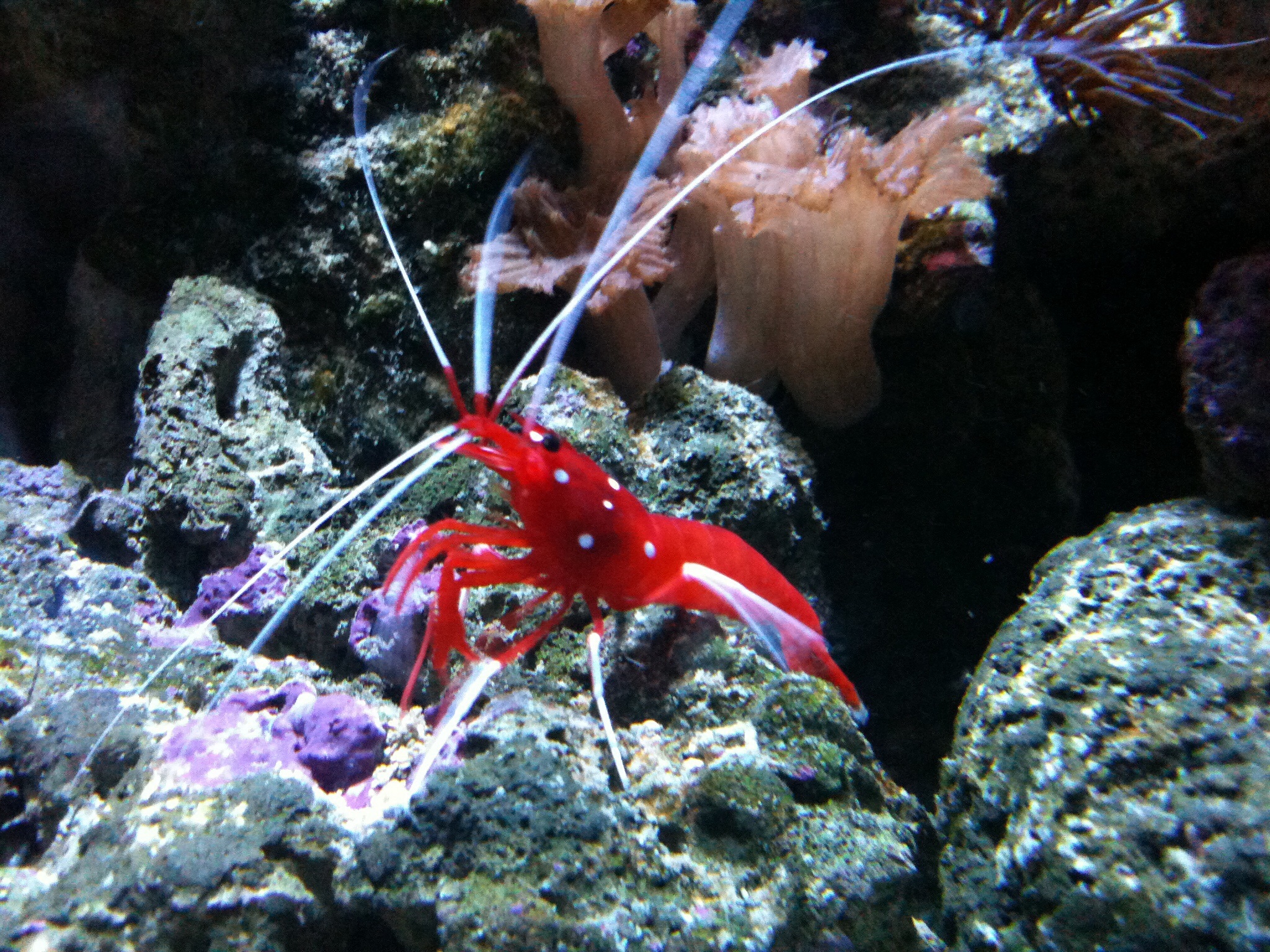 Gamberetto in rosso...