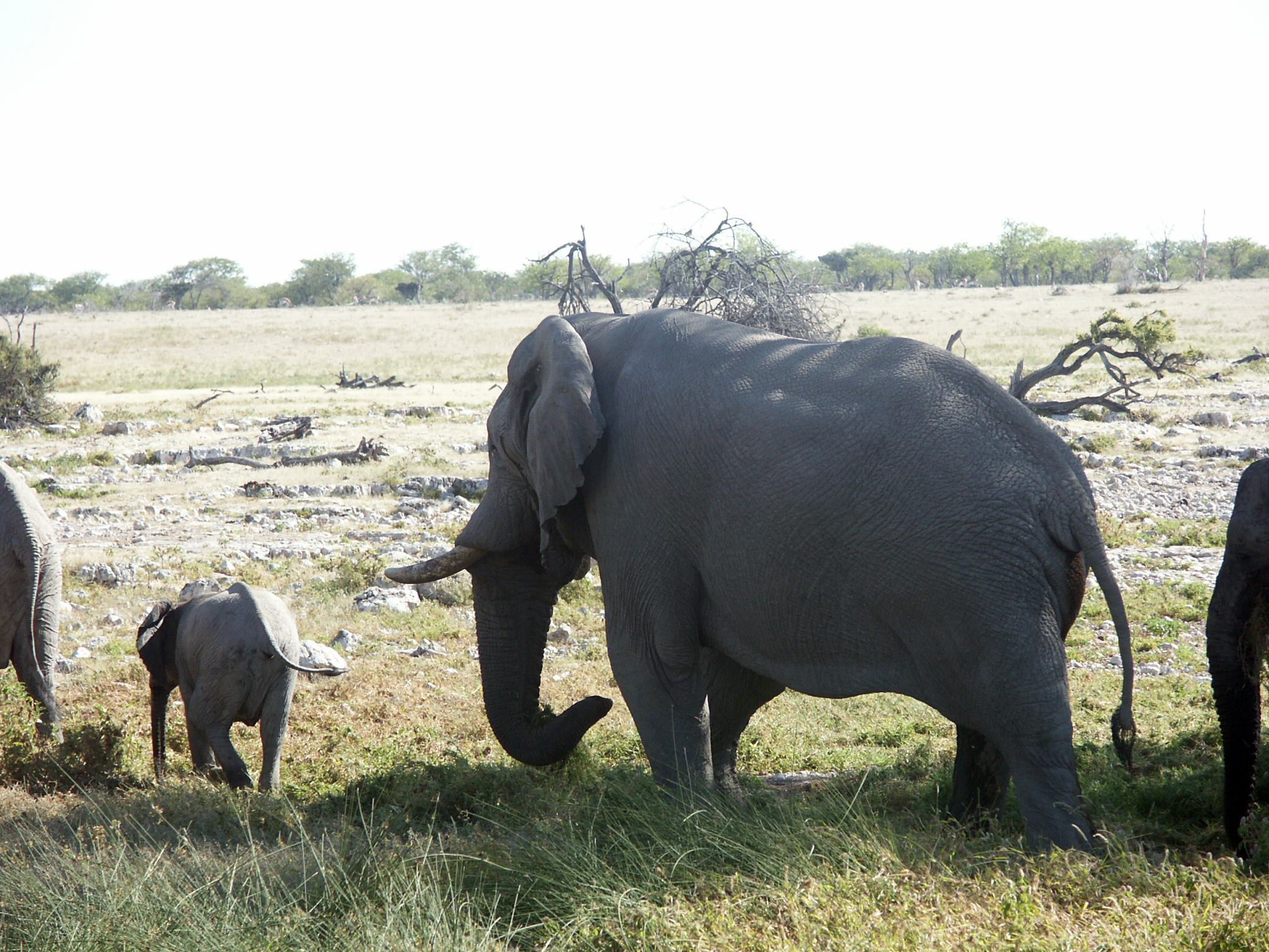 Family of about 40 elefanti_ park_ Etosha (Okaukuejo)...