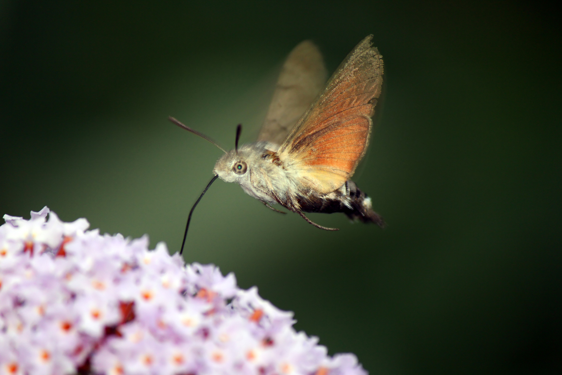 Butterfly Hummingbird - 2...