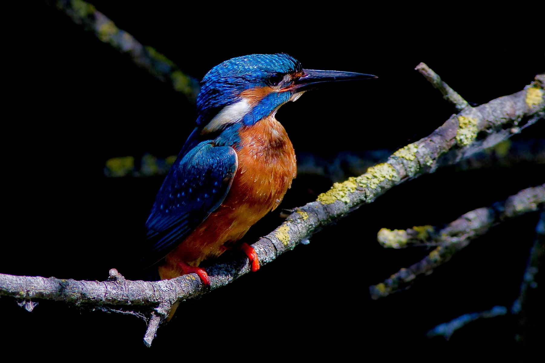 Kingfisher: Illuminated!...