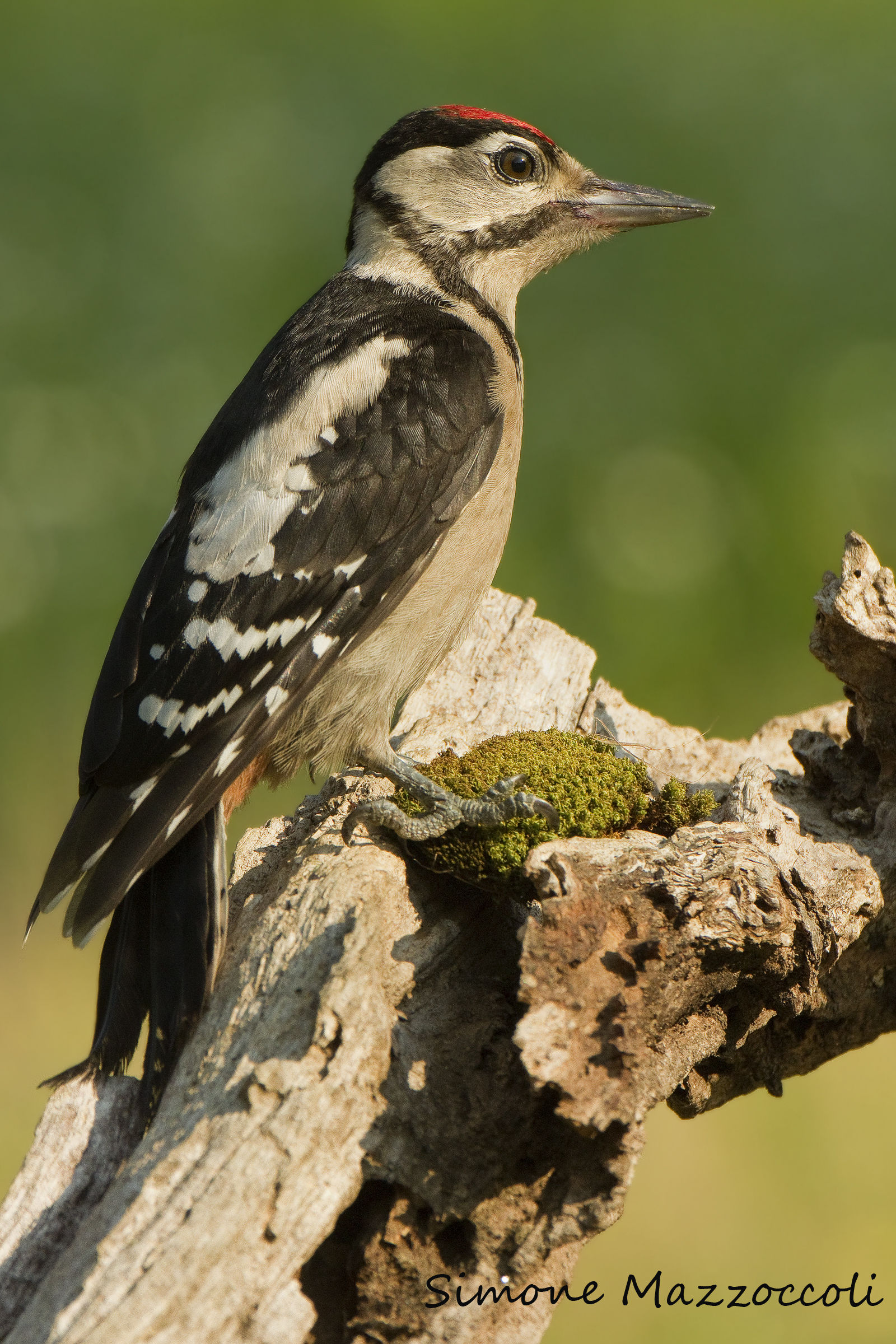 Woodpecker young...