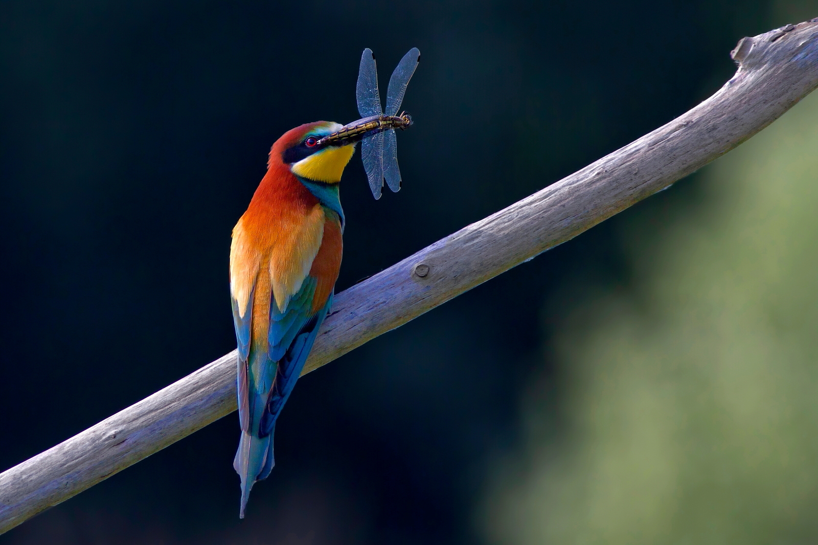 Bee-Eater: The Prey...