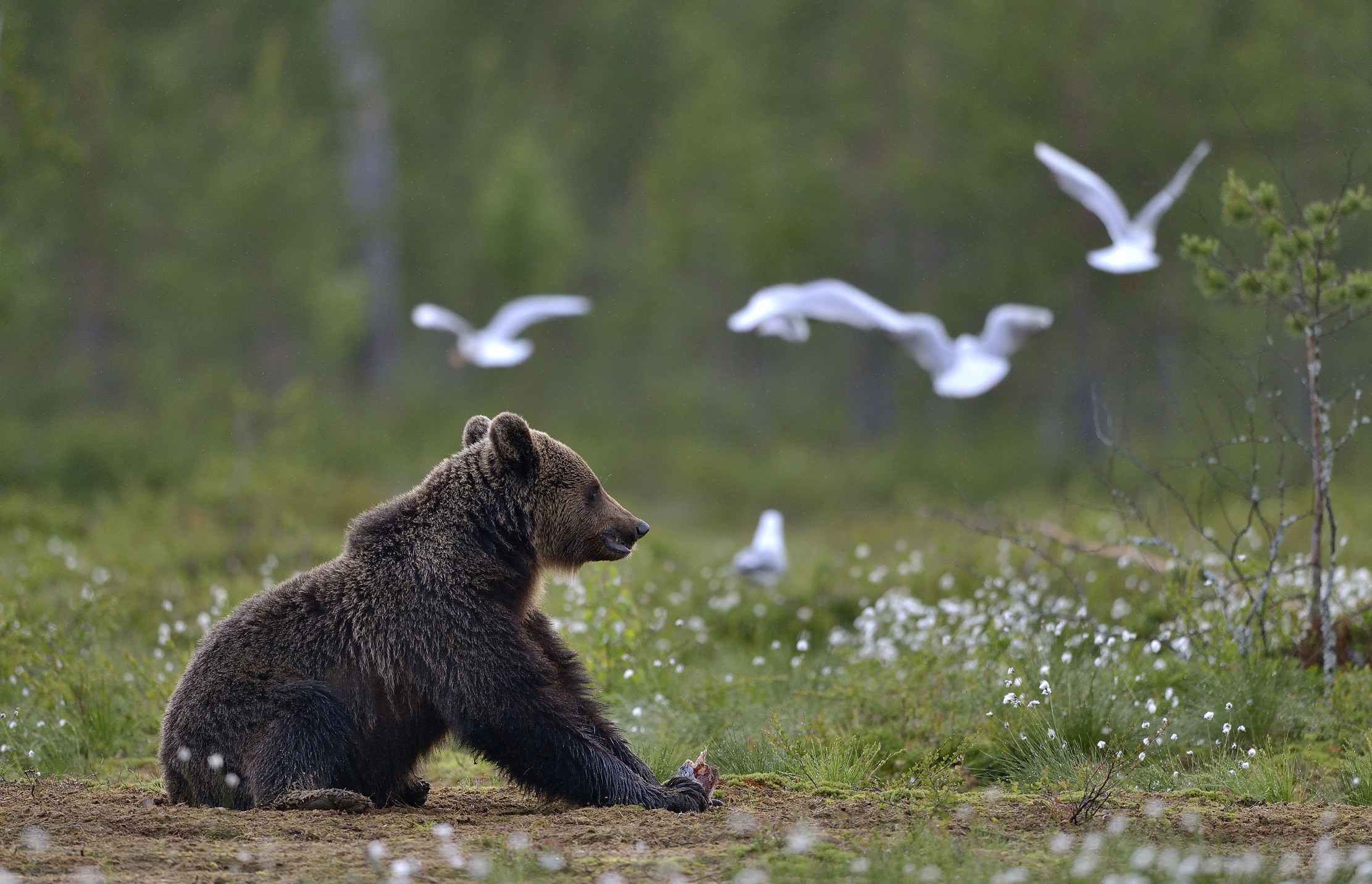 Boreal - Brown Bear...