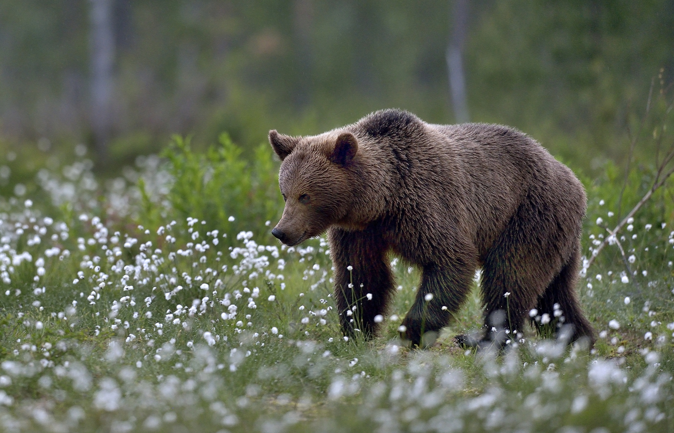 Boreal - Brown Bear...