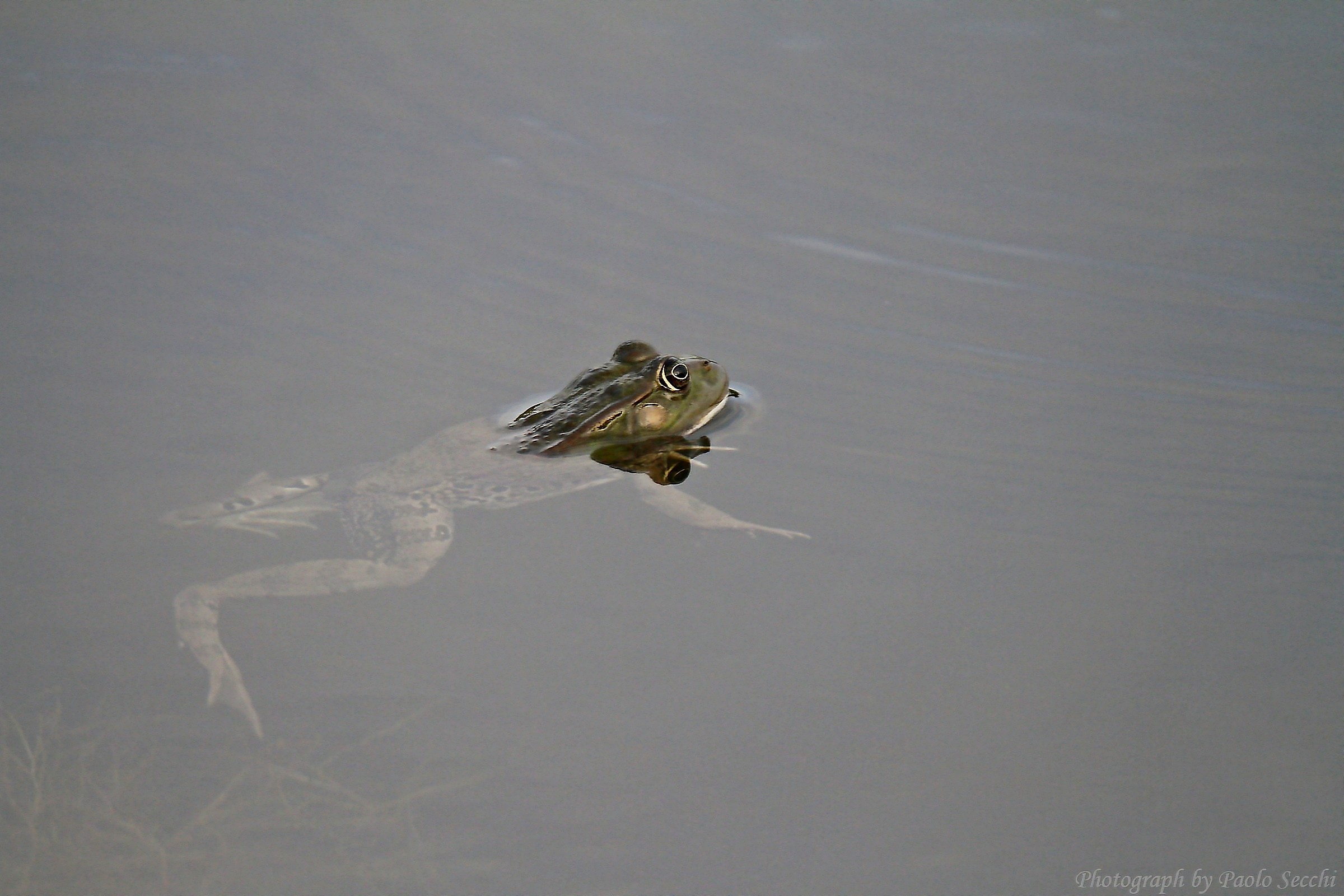 Common Frog...