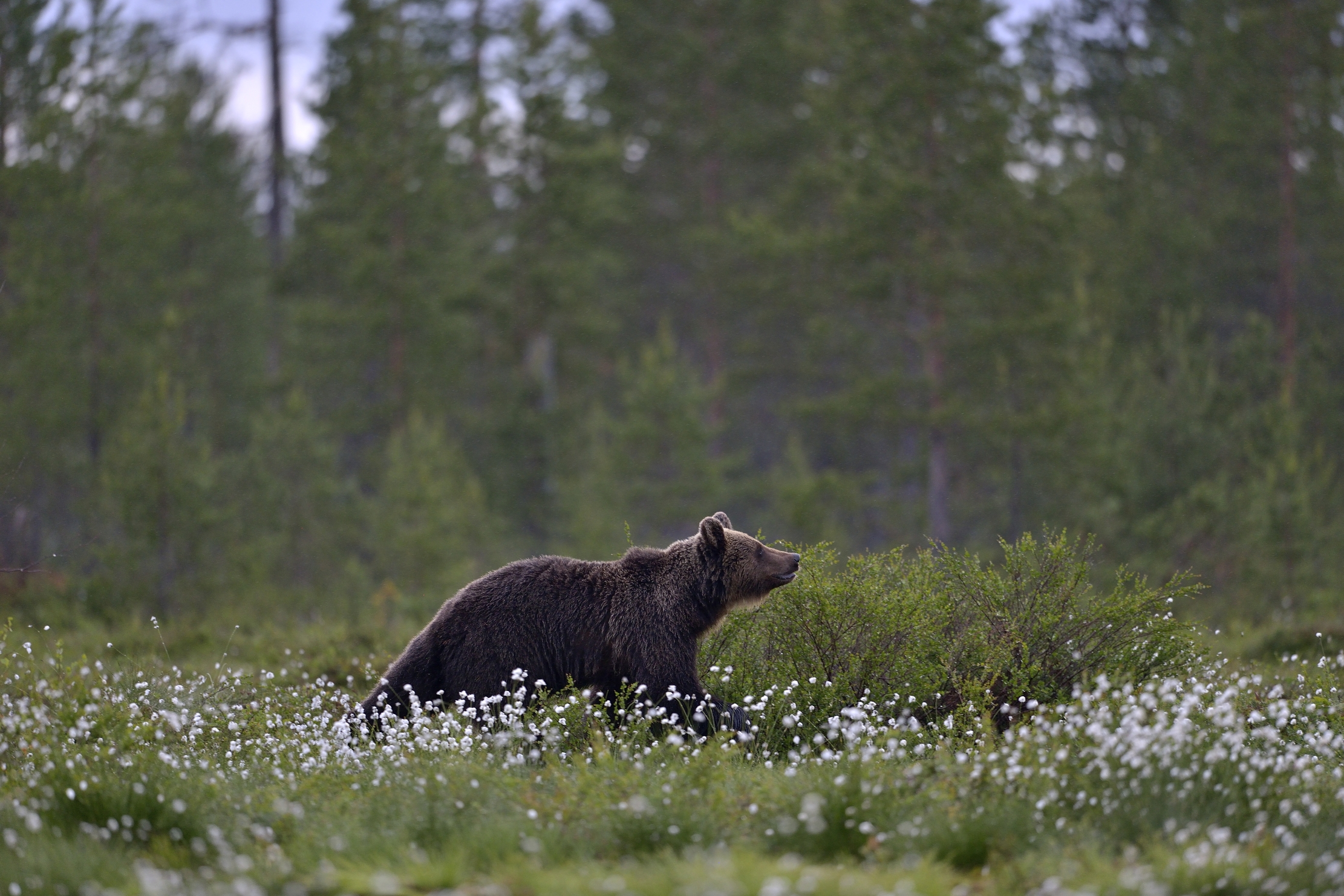 Boreal - brown bear...