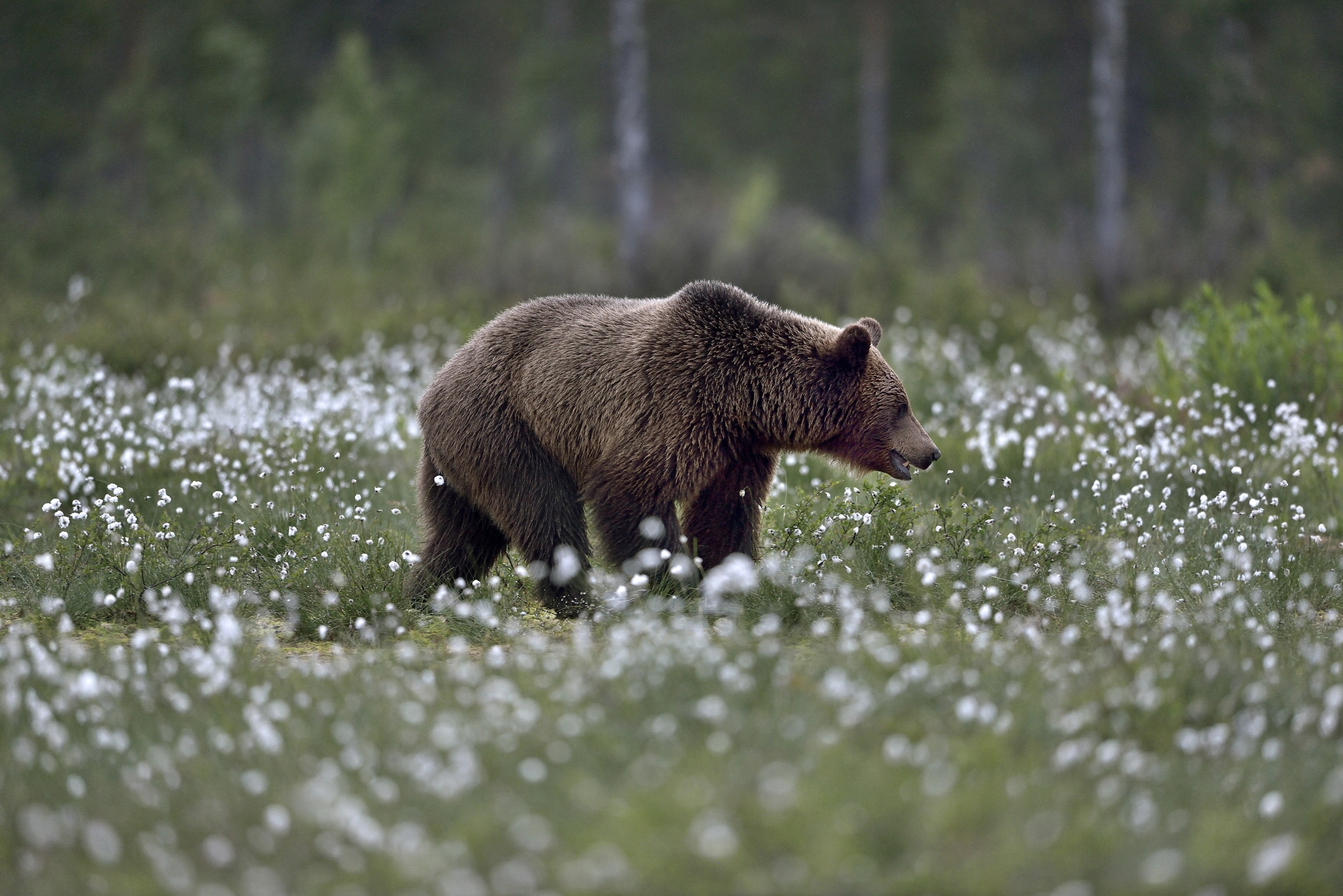 Boreal - brown bear...