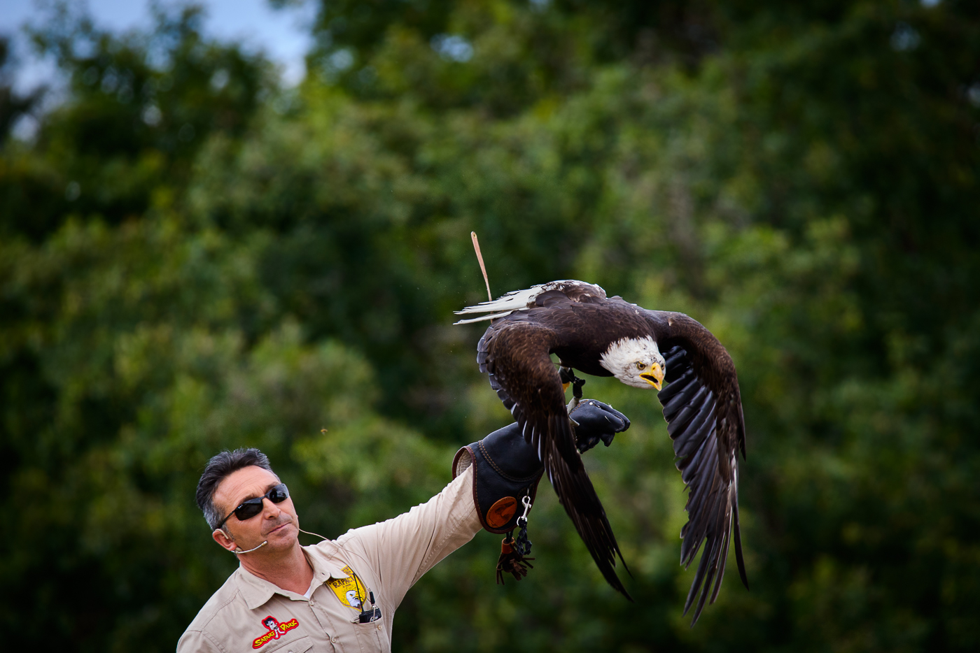 Falconer and Eagle...