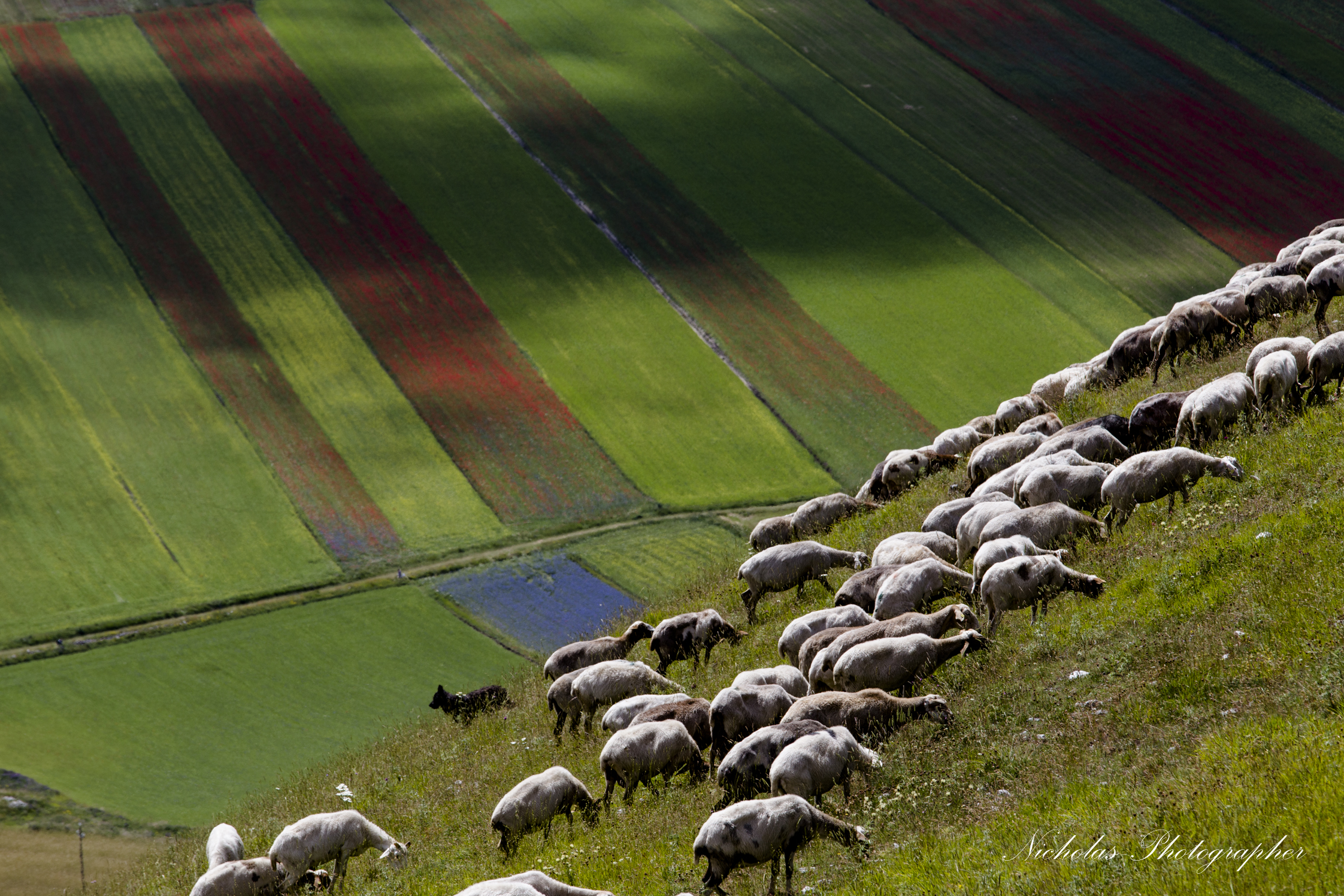 Castelluccio 2014...