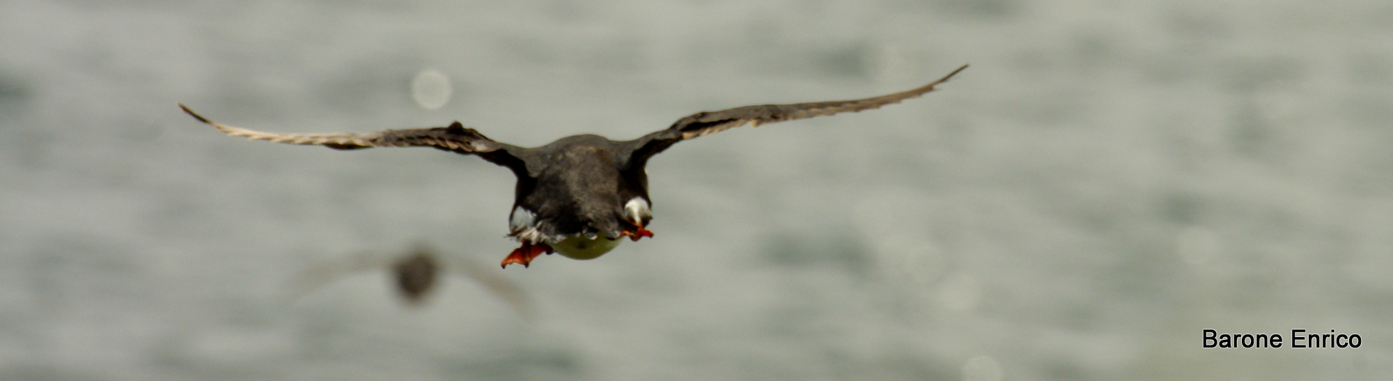 Puffin in volo andata...