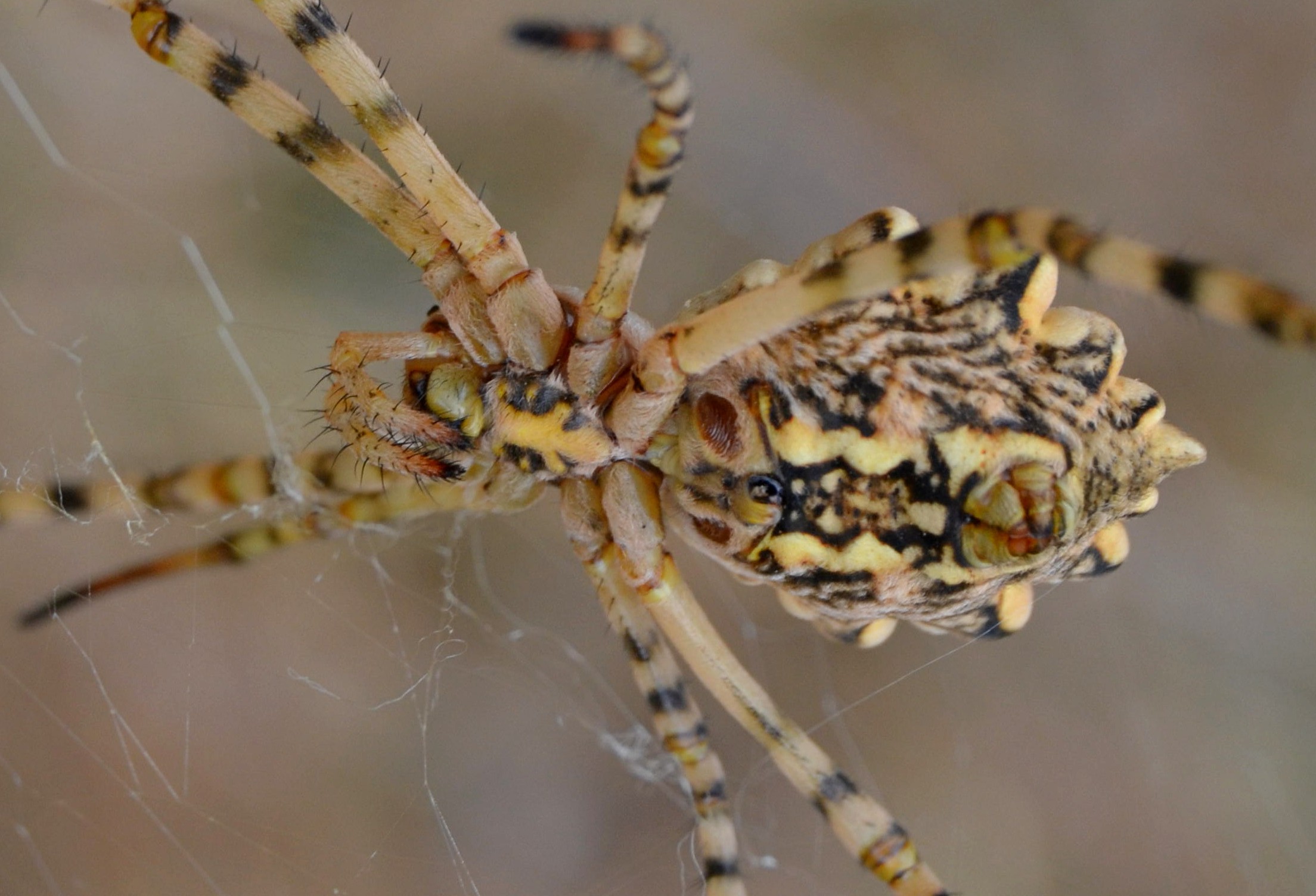 Argiope lobata2...