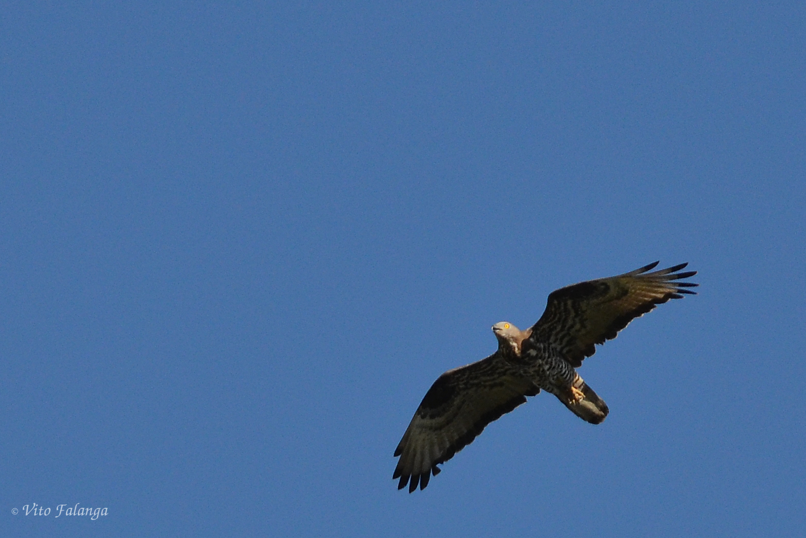 Falco pecchiaiolo - Pernis apivorus...