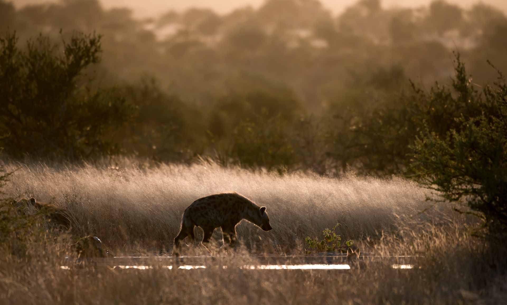 Hyena at first light...