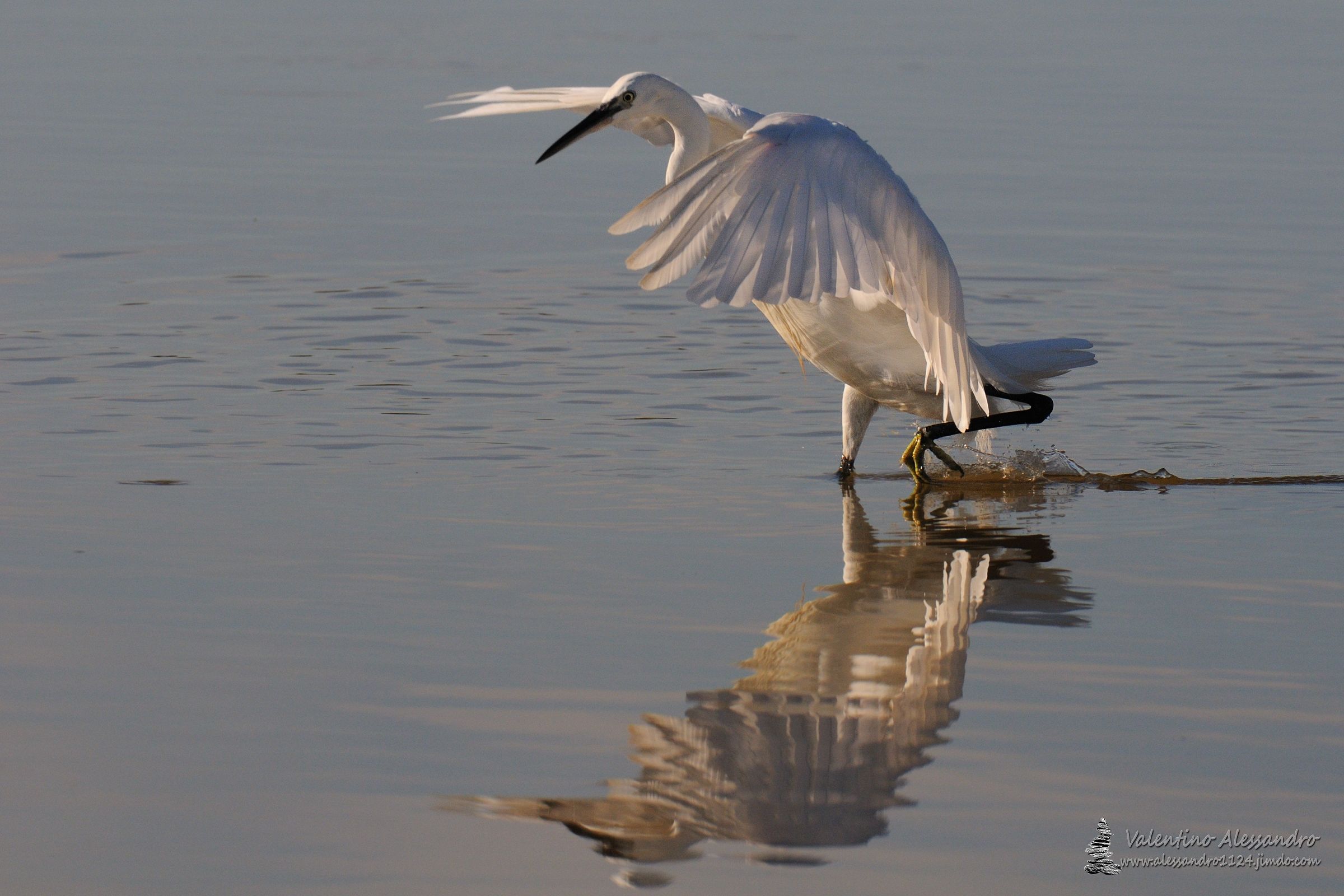Egret fishing...