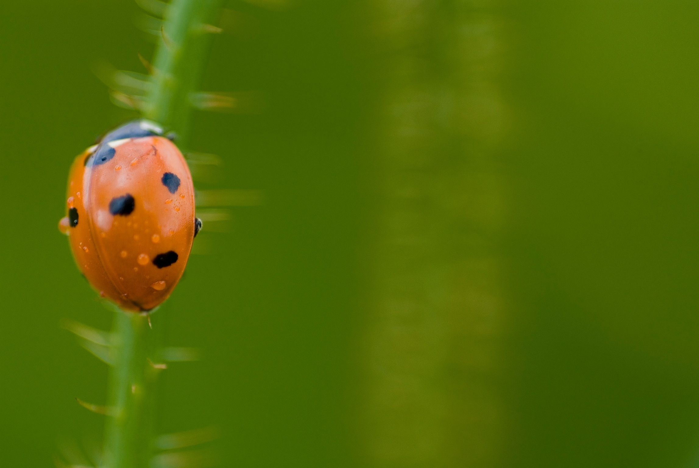 Macro...